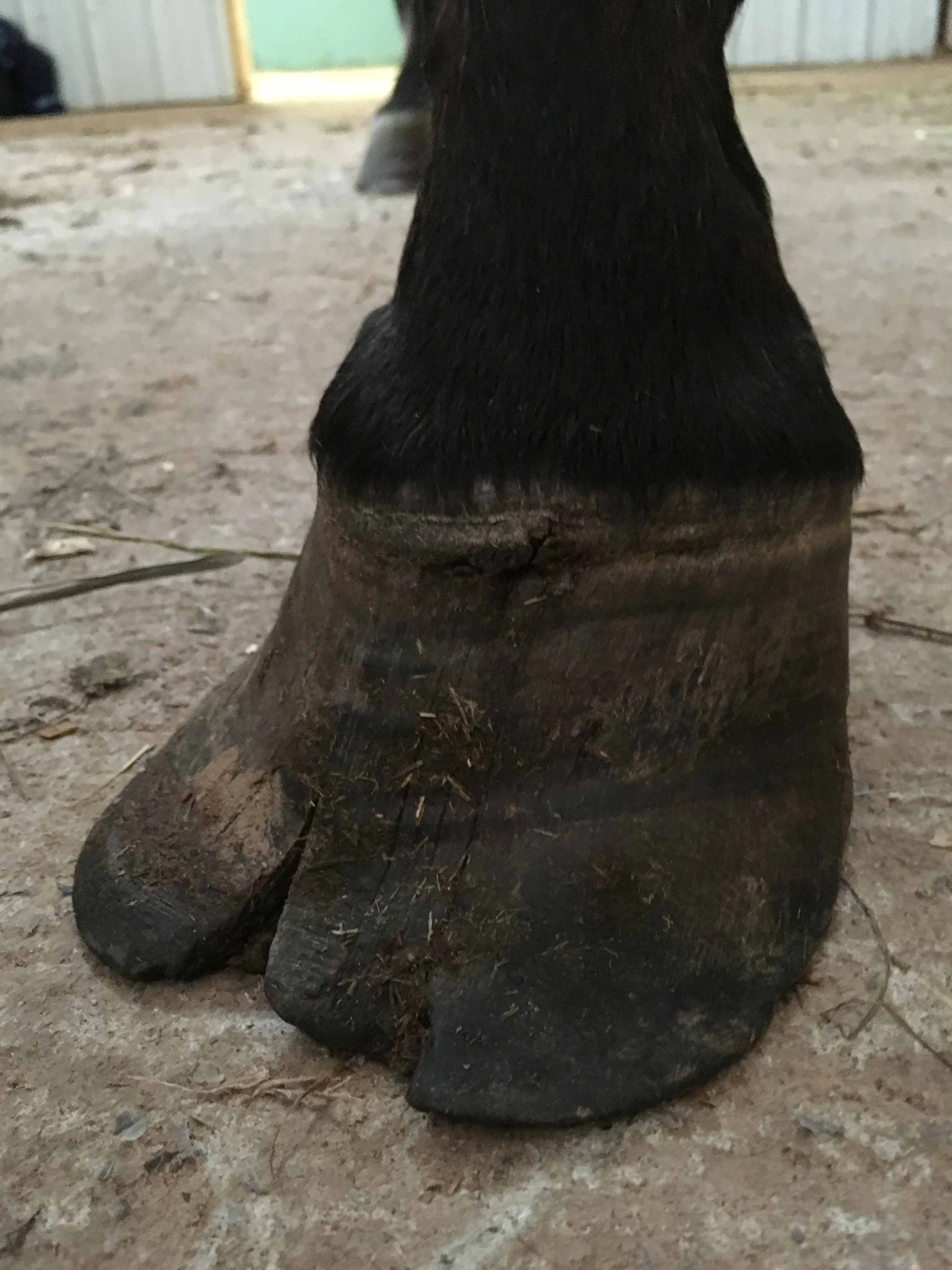 Hoof, Body &amp; Soul, Part III: Mission Impossible, unedited, by Gudrun Buchhofer. Blog 17, case #17