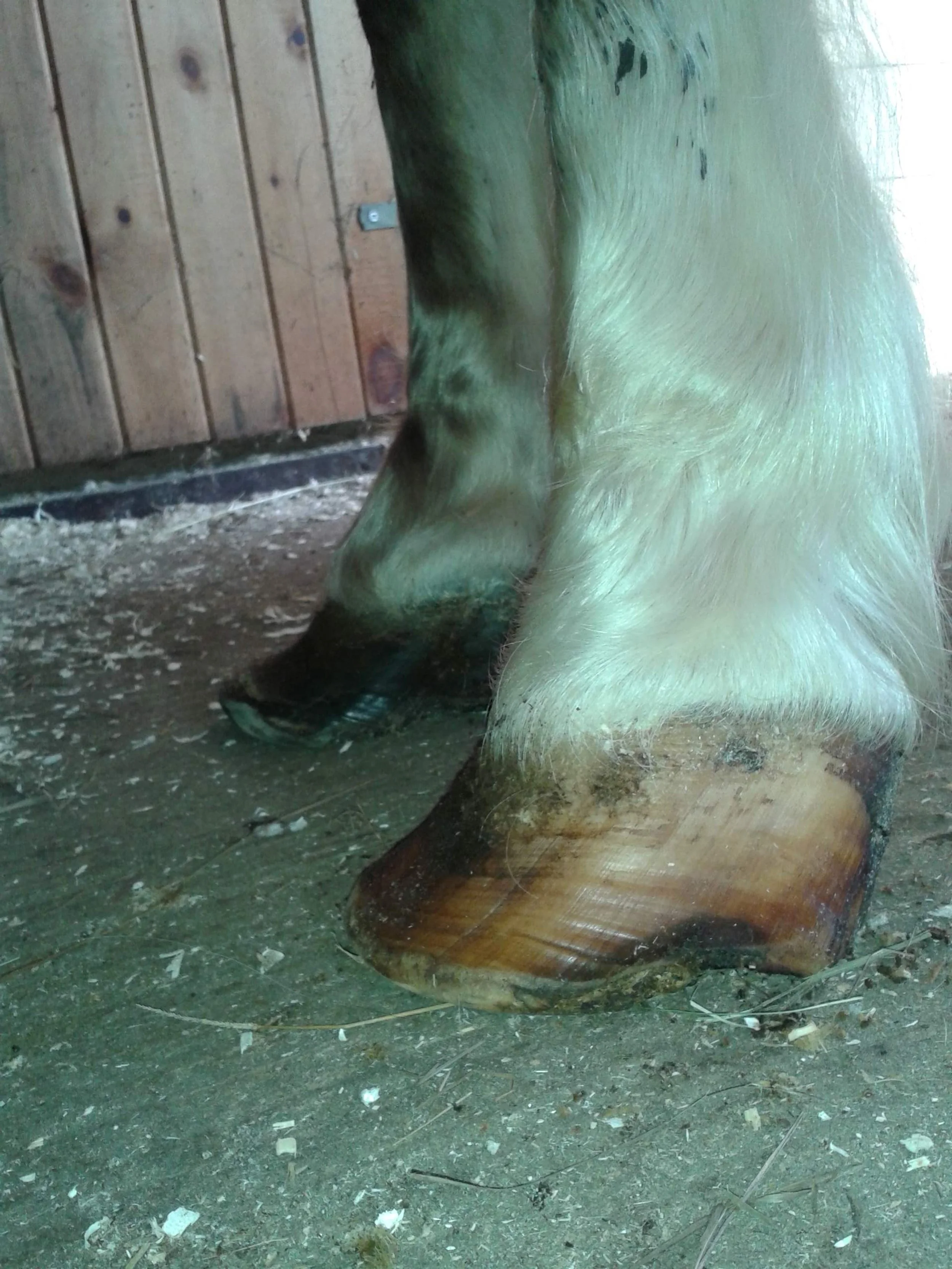 Hoof, Body &amp; Soul, Part III: Mission Impossible, unedited, by Gudrun Buchhofer. Blog 18, case #18