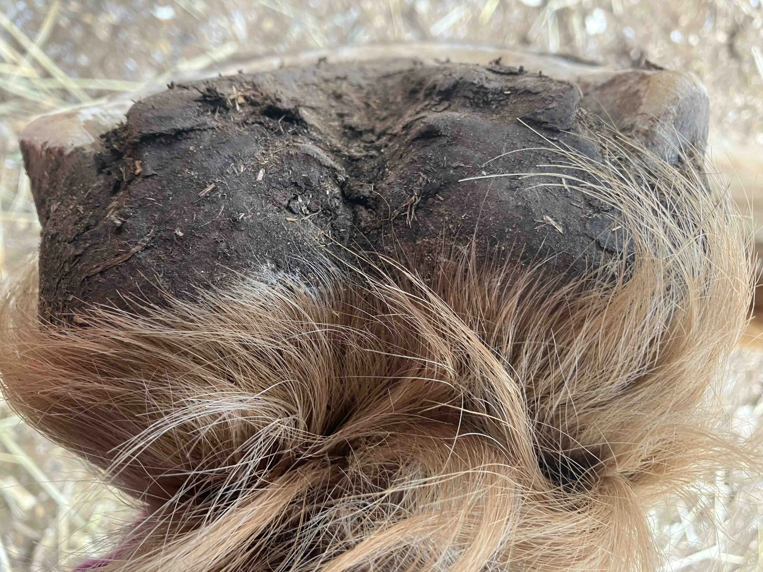 Hoof, Body &amp; Soul, Part III: Mission Impossible, unedited, by Gudrun Buchhofer. Blog 19, case #19