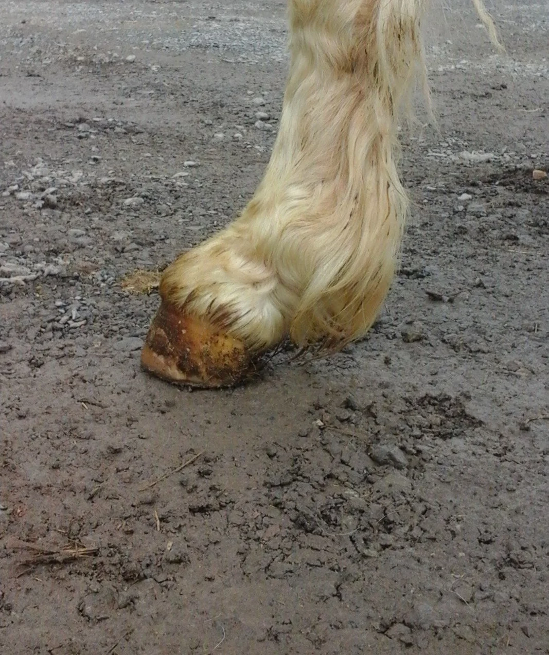 Hoof, Body &amp; Soul, Part III: Mission Impossible, unedited, by Gudrun Buchhofer. Blog 20, case #20