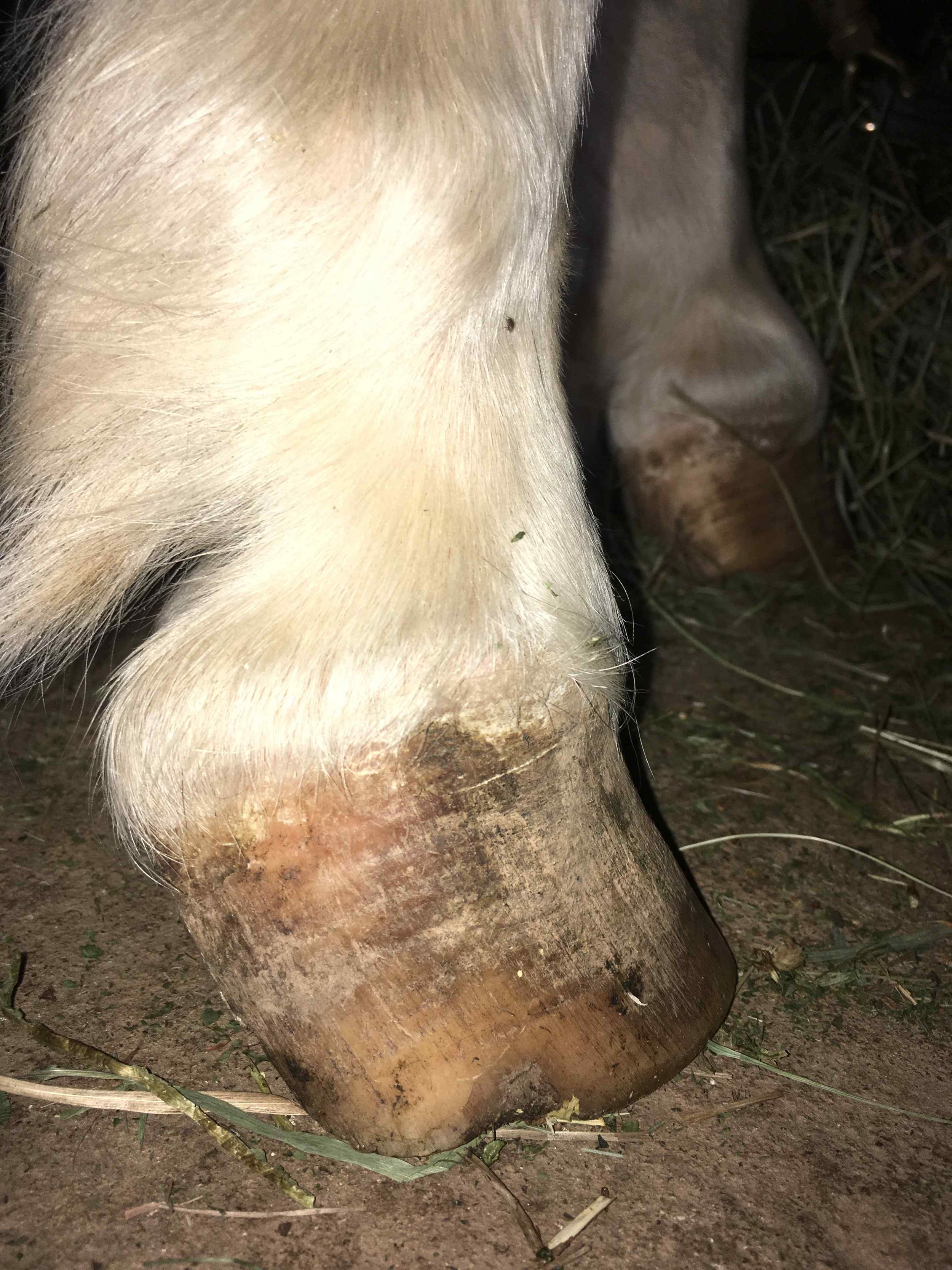 Hoof, Body &amp; Soul, Part III: Mission Impossible, unedited, by Gudrun Buchhofer. Blog 21, case #21