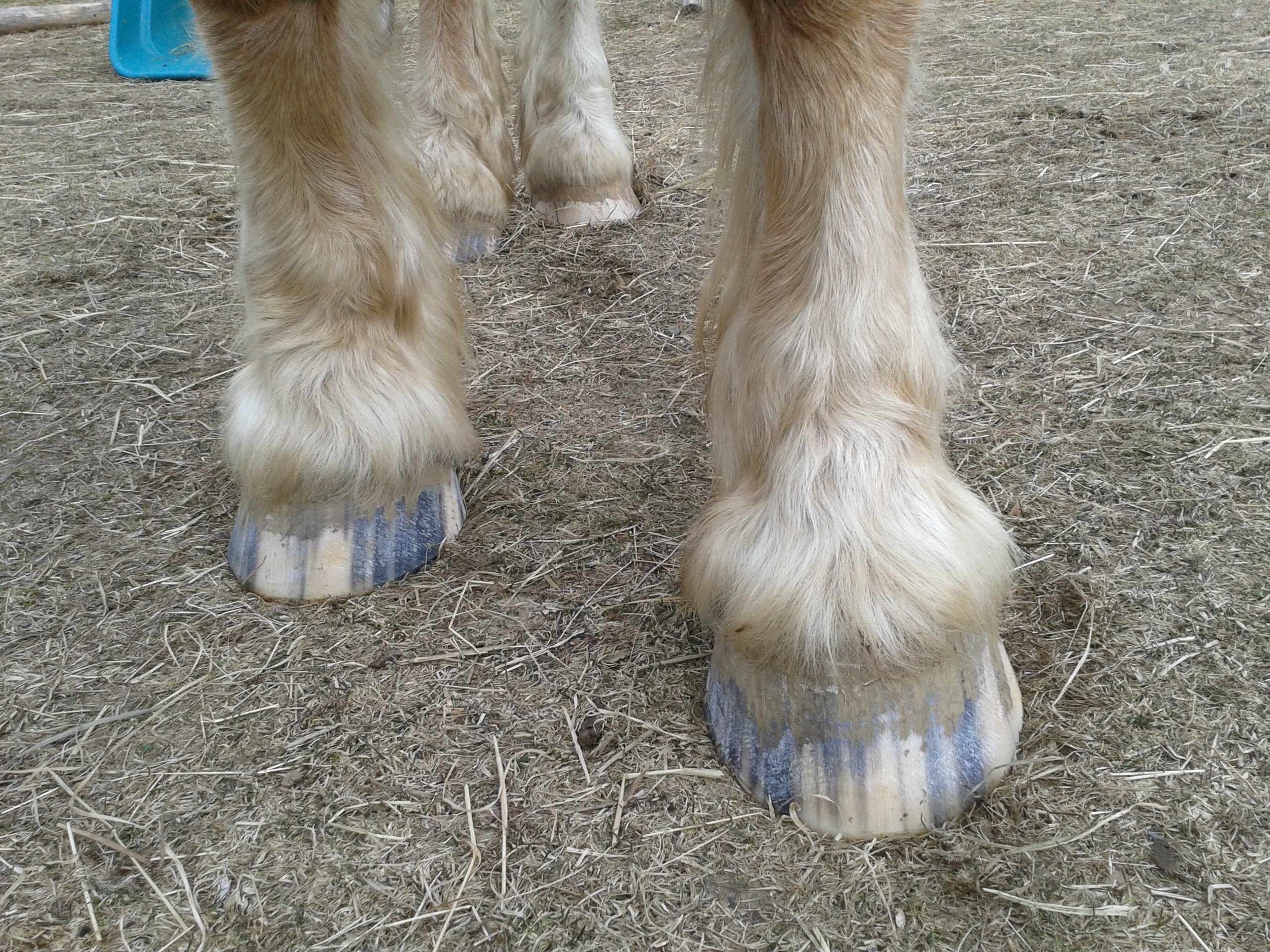 Hoof, Body &amp; Soul, Part III: Mission Impossible, unedited, by Gudrun Buchhofer. Blog 22, case #22