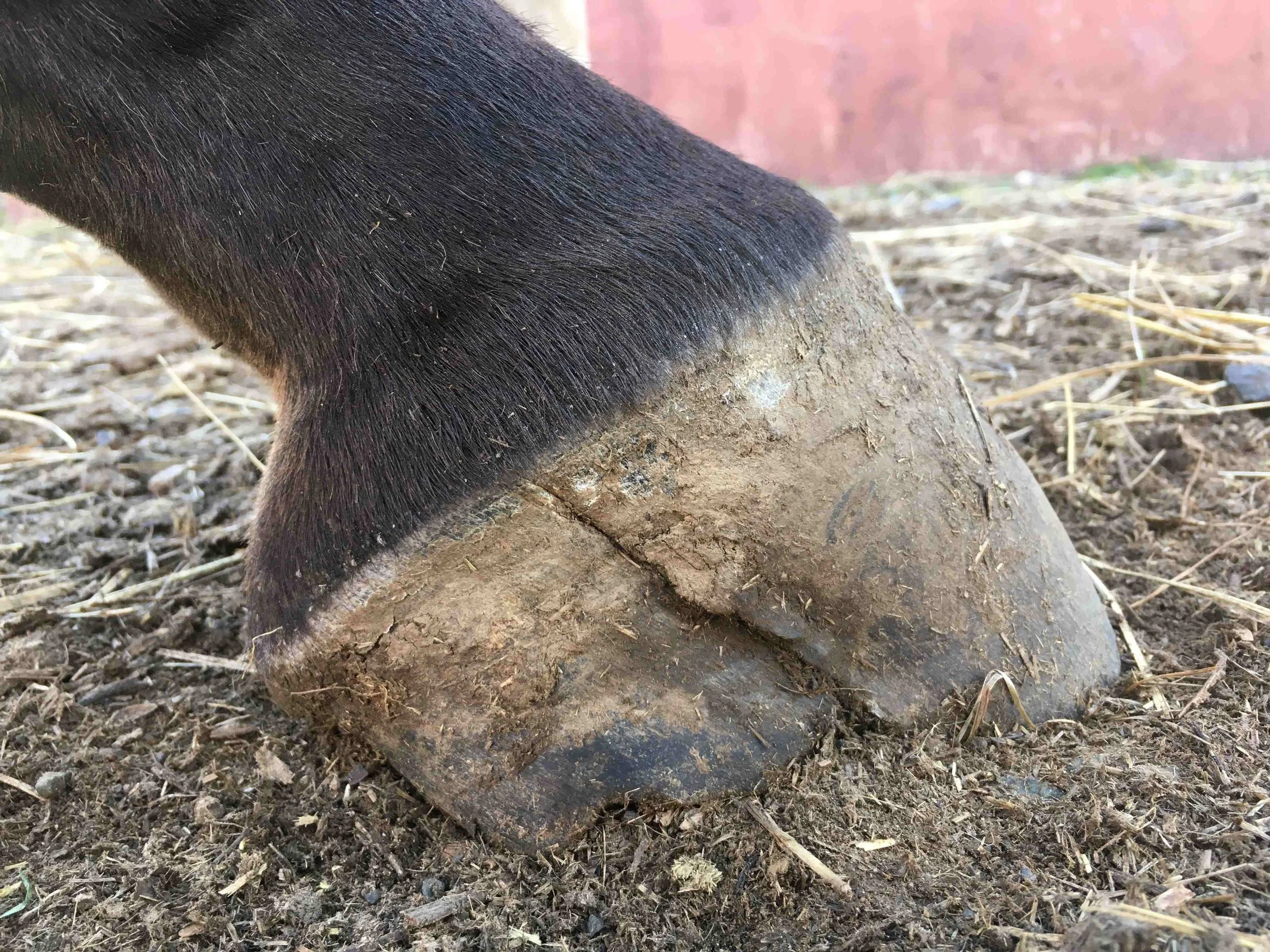 Hoof, Body &amp; Soul, Part III: Mission Impossible, unedited, by Gudrun Buchhofer. Blog 23, case #23