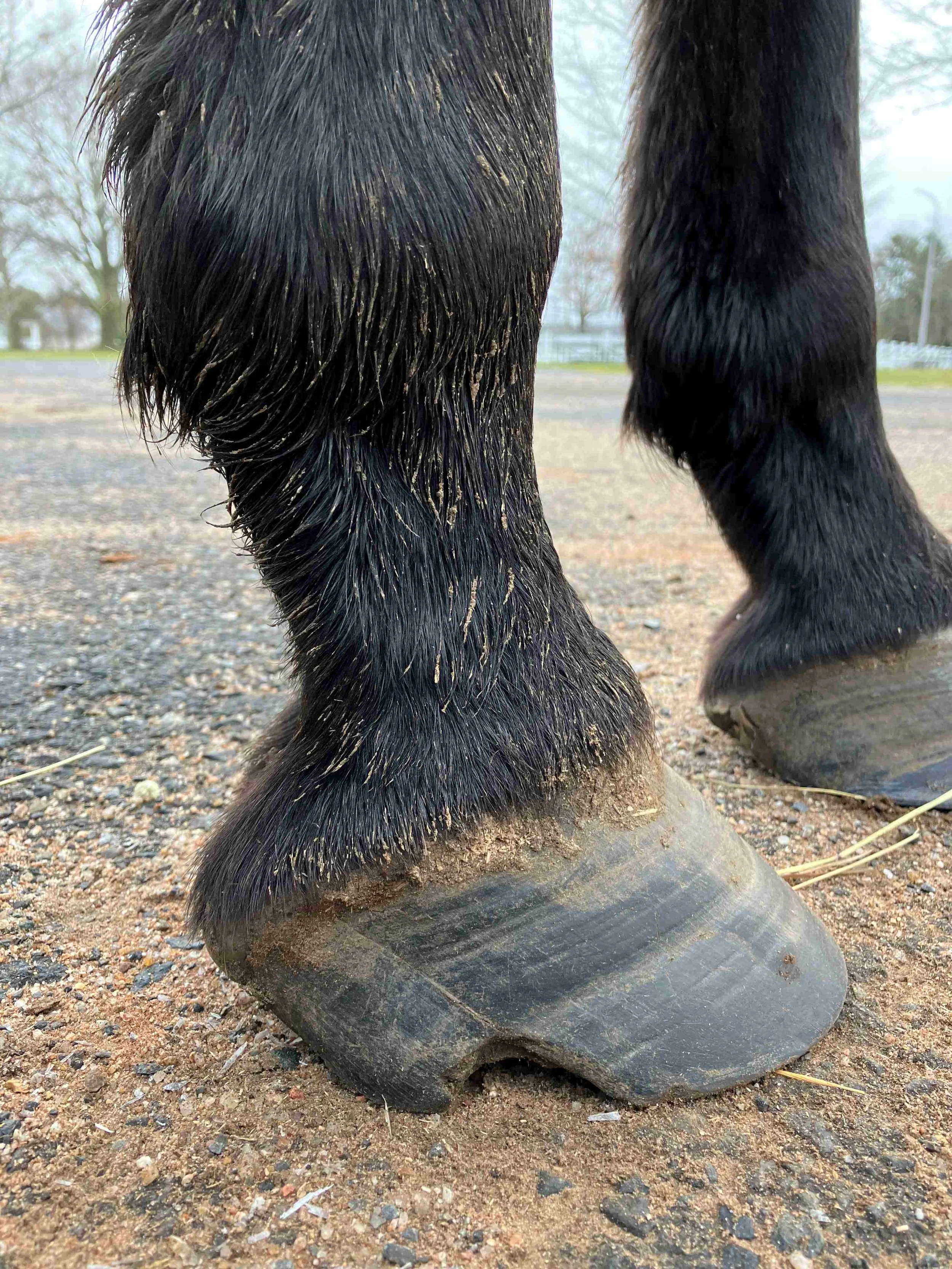 Hoof, Body &amp; Soul, Part III: Mission Impossible, unedited, by Gudrun Buchhofer. Blog 24, case #24