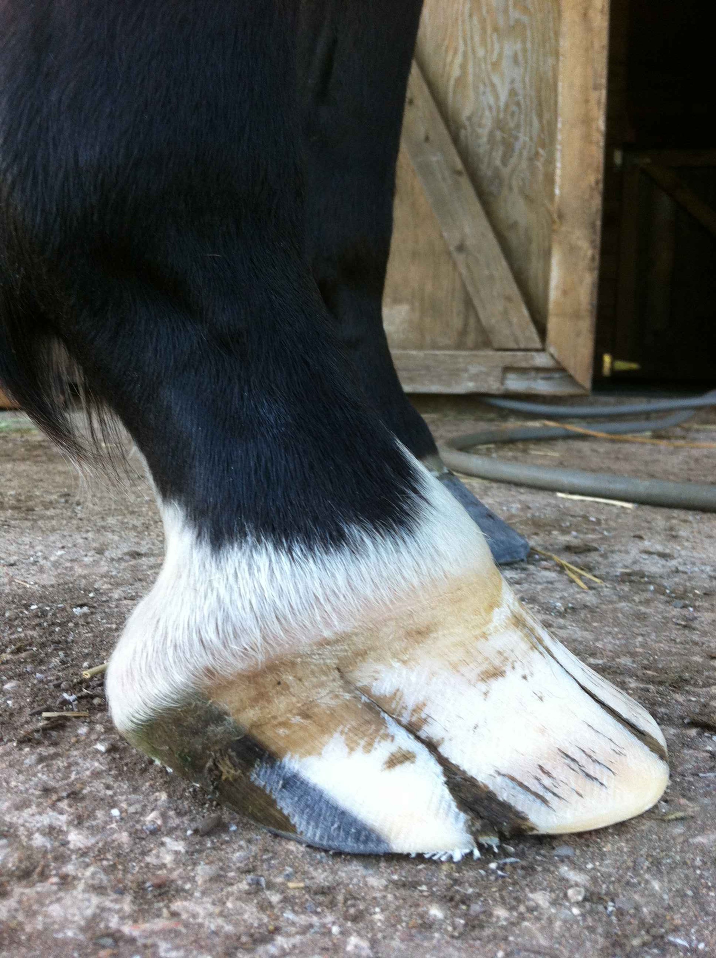 Hoof, Body &amp; Soul, Part III: Mission Impossible, unedited, by Gudrun Buchhofer. Blog 25, case #25