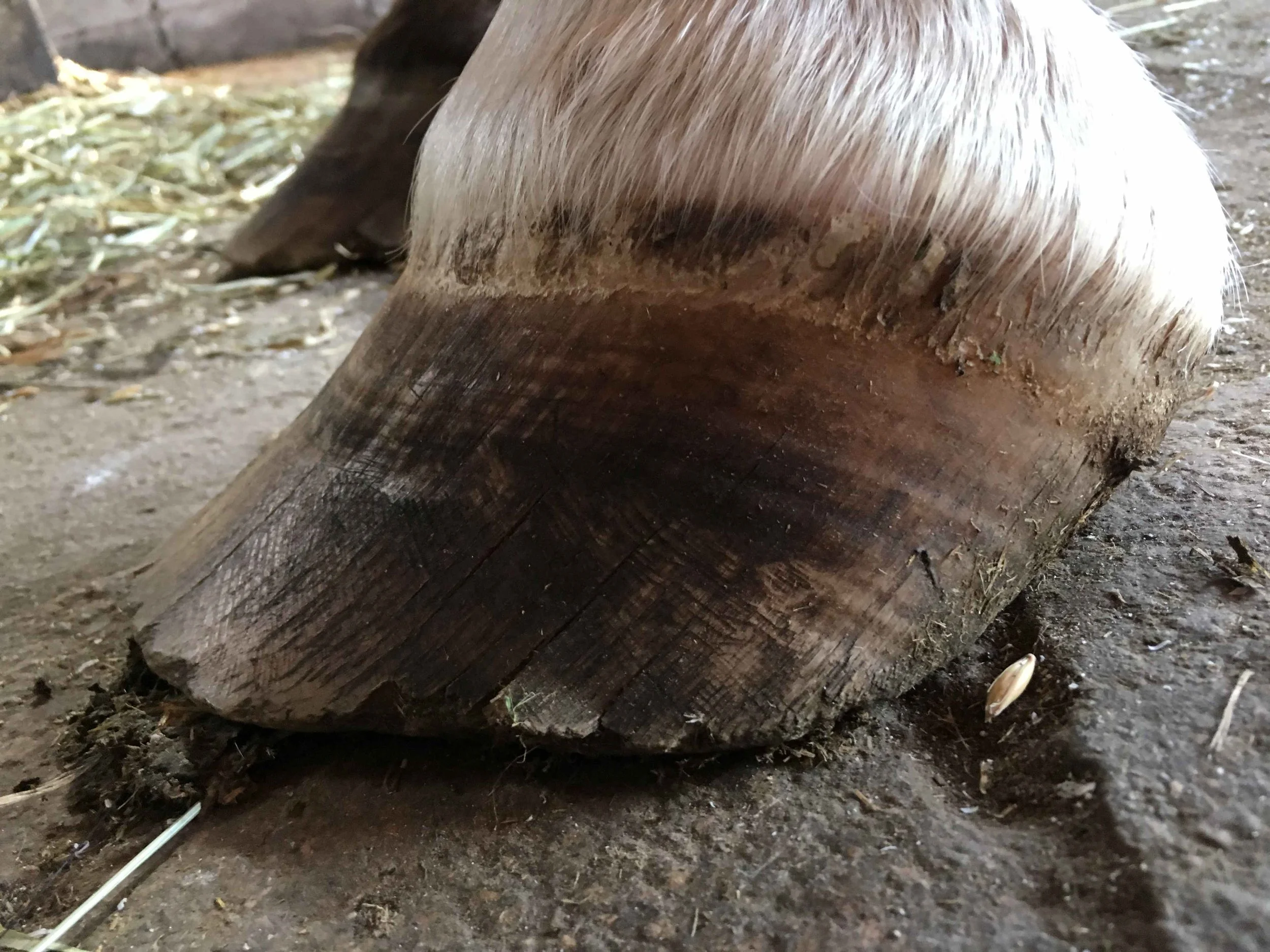 Hoof, Body &amp; Soul, Part III: Mission Impossible, unedited, by Gudrun Buchhofer. Blog 26, case #26