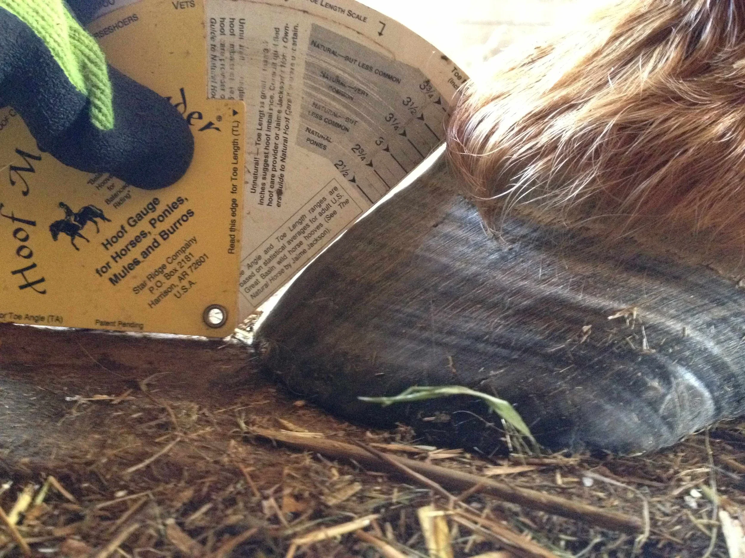 Hoof, Body &amp; Soul, Part III: Mission Impossible, unedited, by Gudrun Buchhofer. Blog 27, case #27