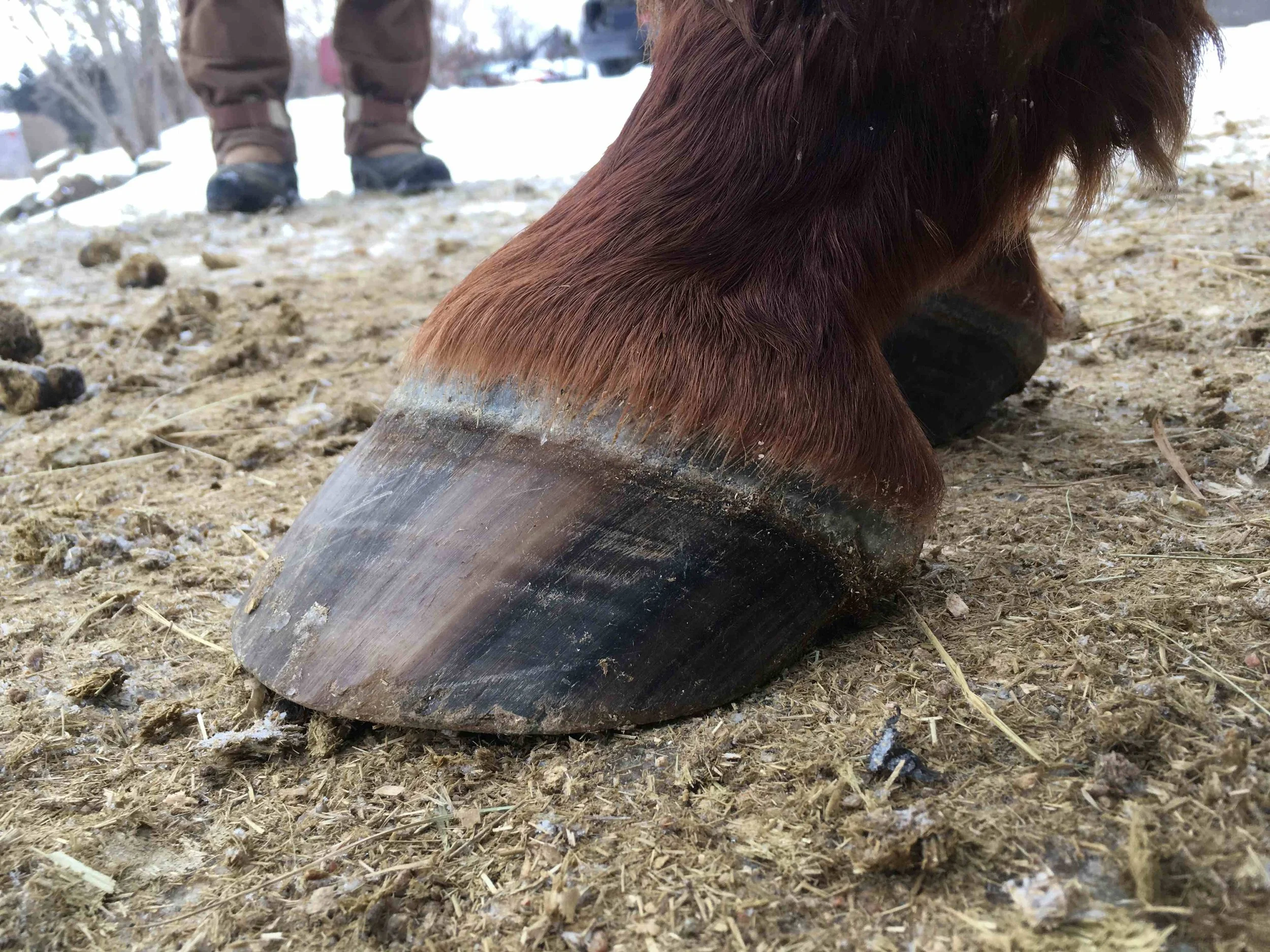 Hoof, Body &amp; Soul, Part III: Mission Impossible, unedited, by Gudrun Buchhofer. Blog 28, case #28