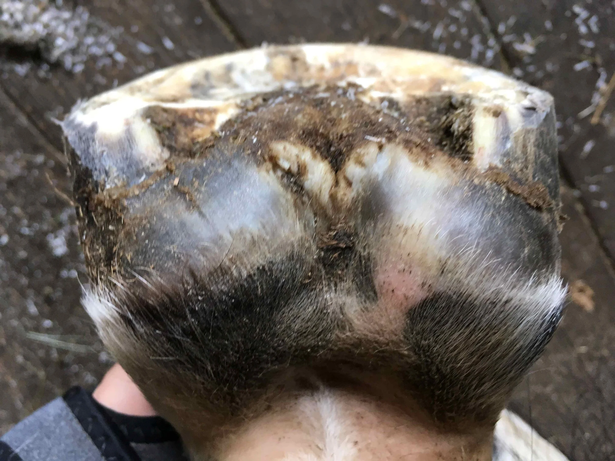 Hoof, Body &amp; Soul, Part III: Mission Impossible, unedited, by Gudrun Buchhofer. Blog 29, case #29