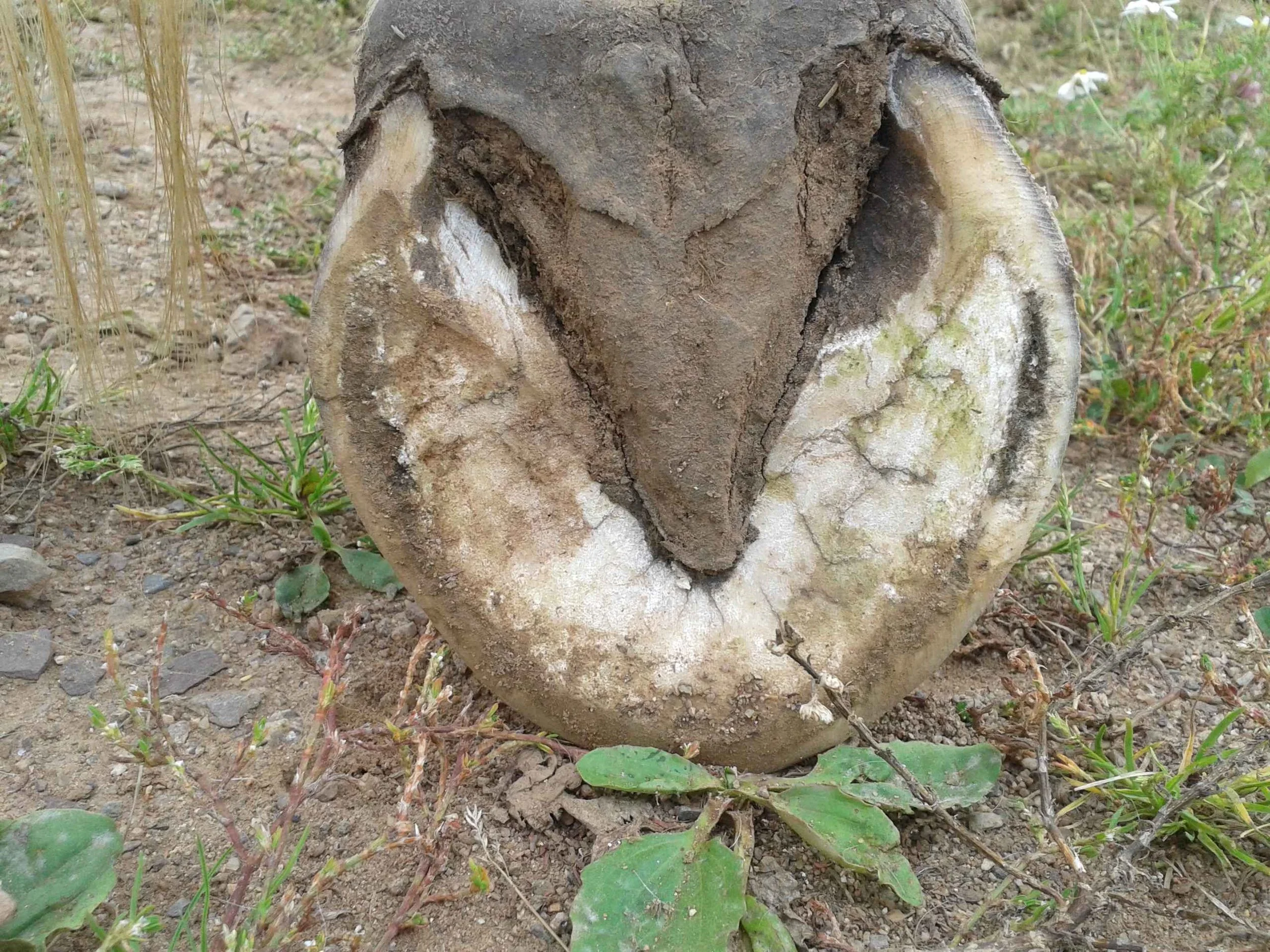 Hoof, Body &amp; Soul, Part III: Mission Impossible, unedited, by Gudrun Buchhofer. Blog 30, case #30