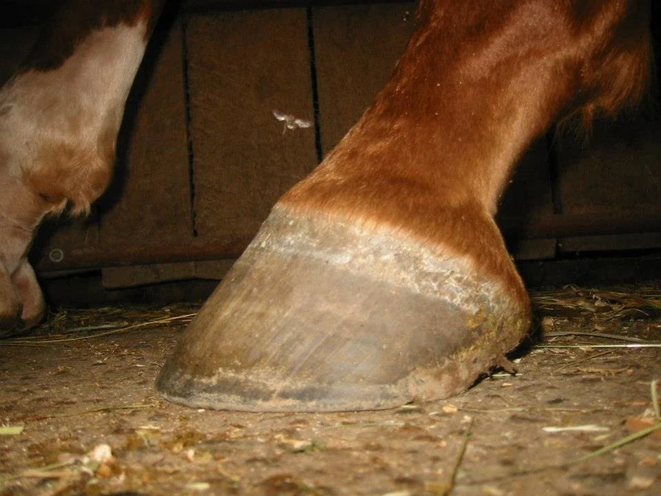 Hoof, Body &amp; Soul, Part III: Mission Impossible, unedited, by Gudrun Buchhofer. Blog 31, case #31