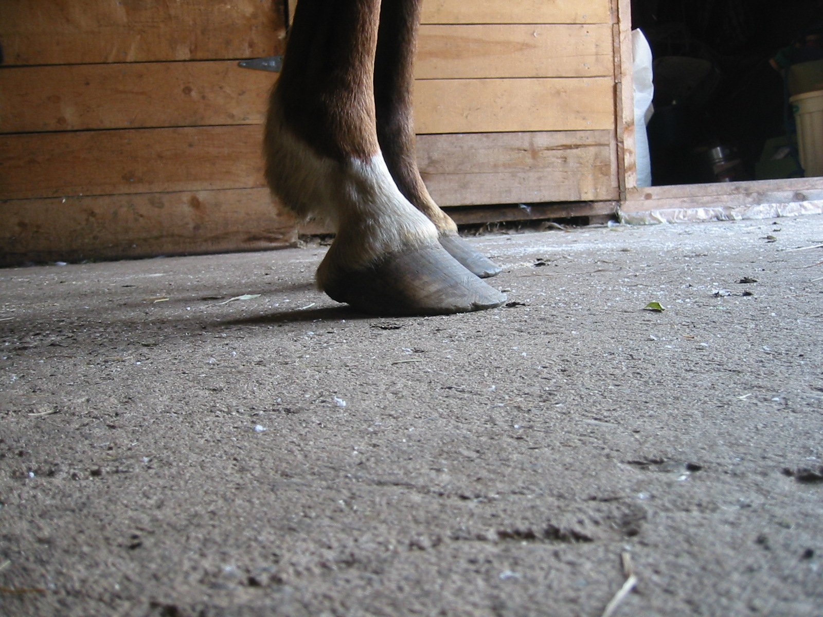 Hoof, Body &amp; Soul, Part III: Mission Impossible, unedited, by Gudrun Buchhofer. Blog 33, case #33