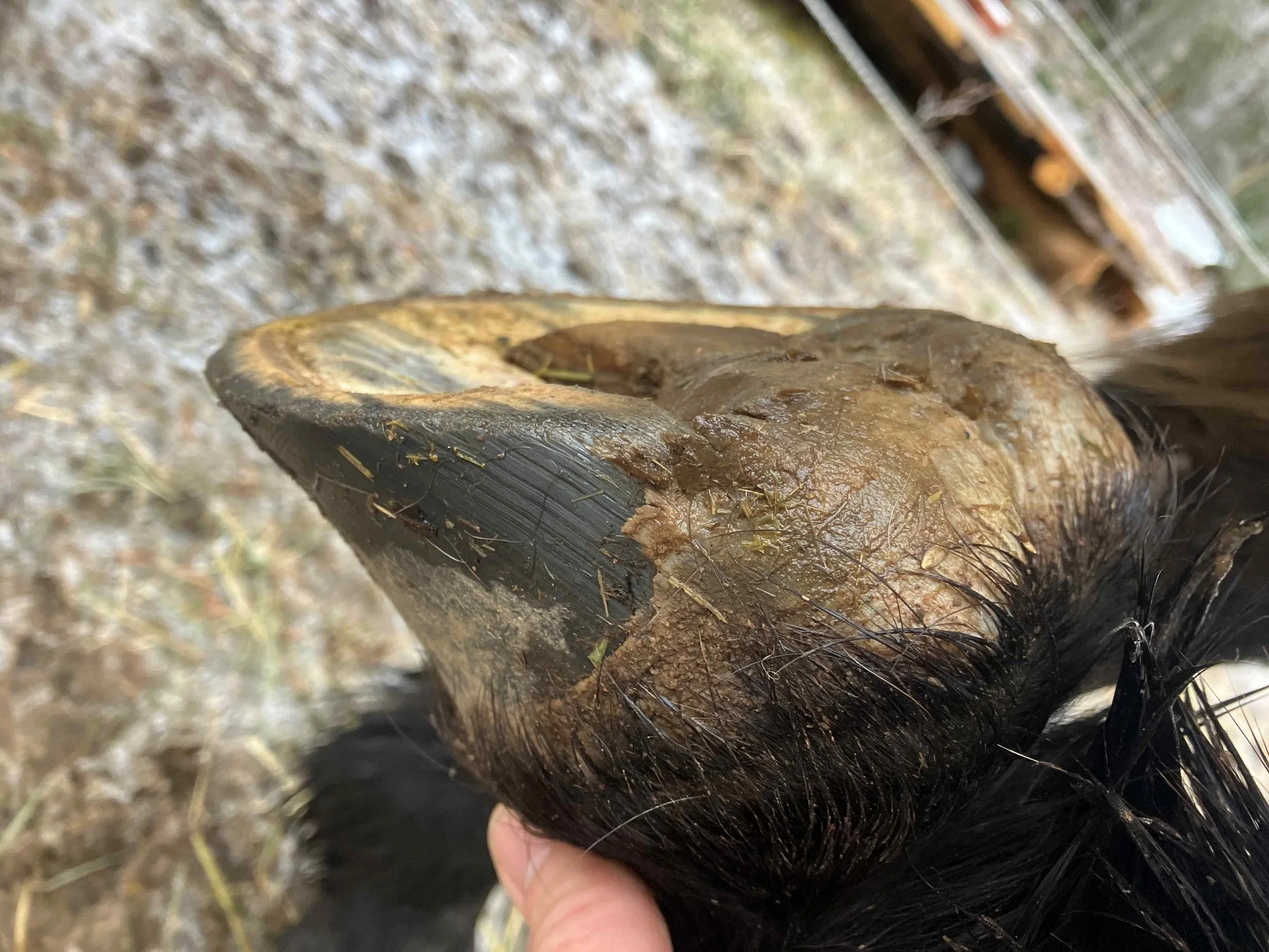 Hoof, Body &amp; Soul, Part III: Mission Impossible, unedited, by Gudrun Buchhofer. Blog 34, case #34