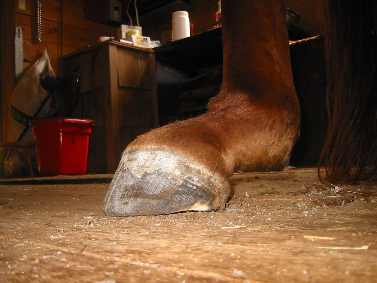 Hoof, Body &amp; Soul, Part III: Mission Impossible, unedited, by Gudrun Buchhofer. Blog 35, case #35