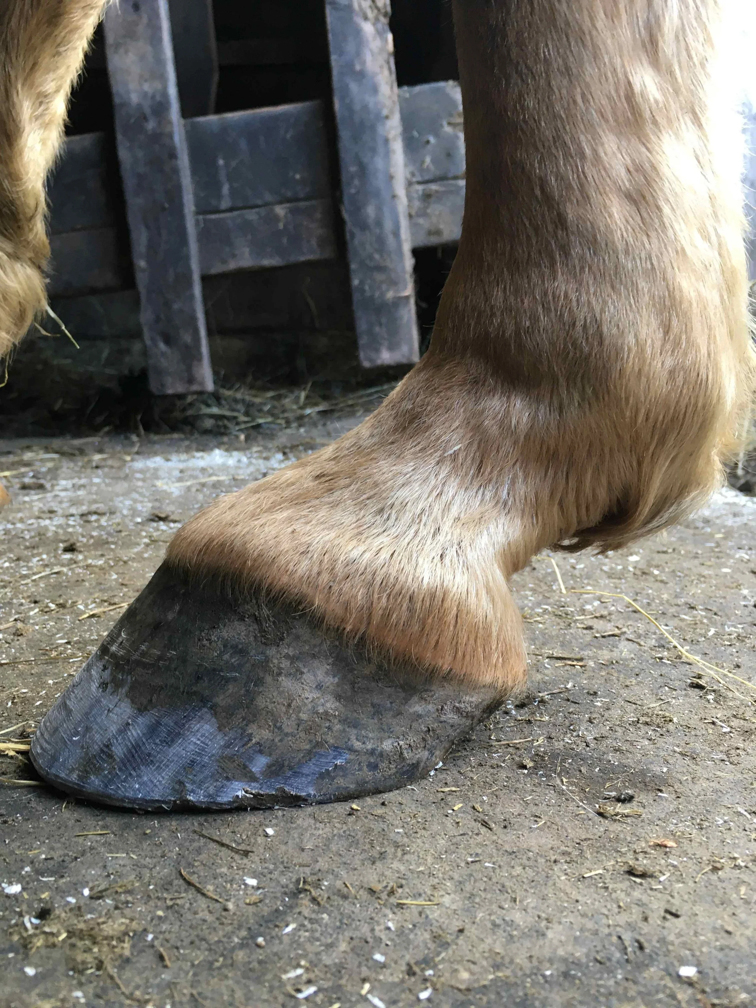 Hoof, Body &amp; Soul, Part III: Mission Impossible, unedited, by Gudrun Buchhofer. Blog 36, case #36