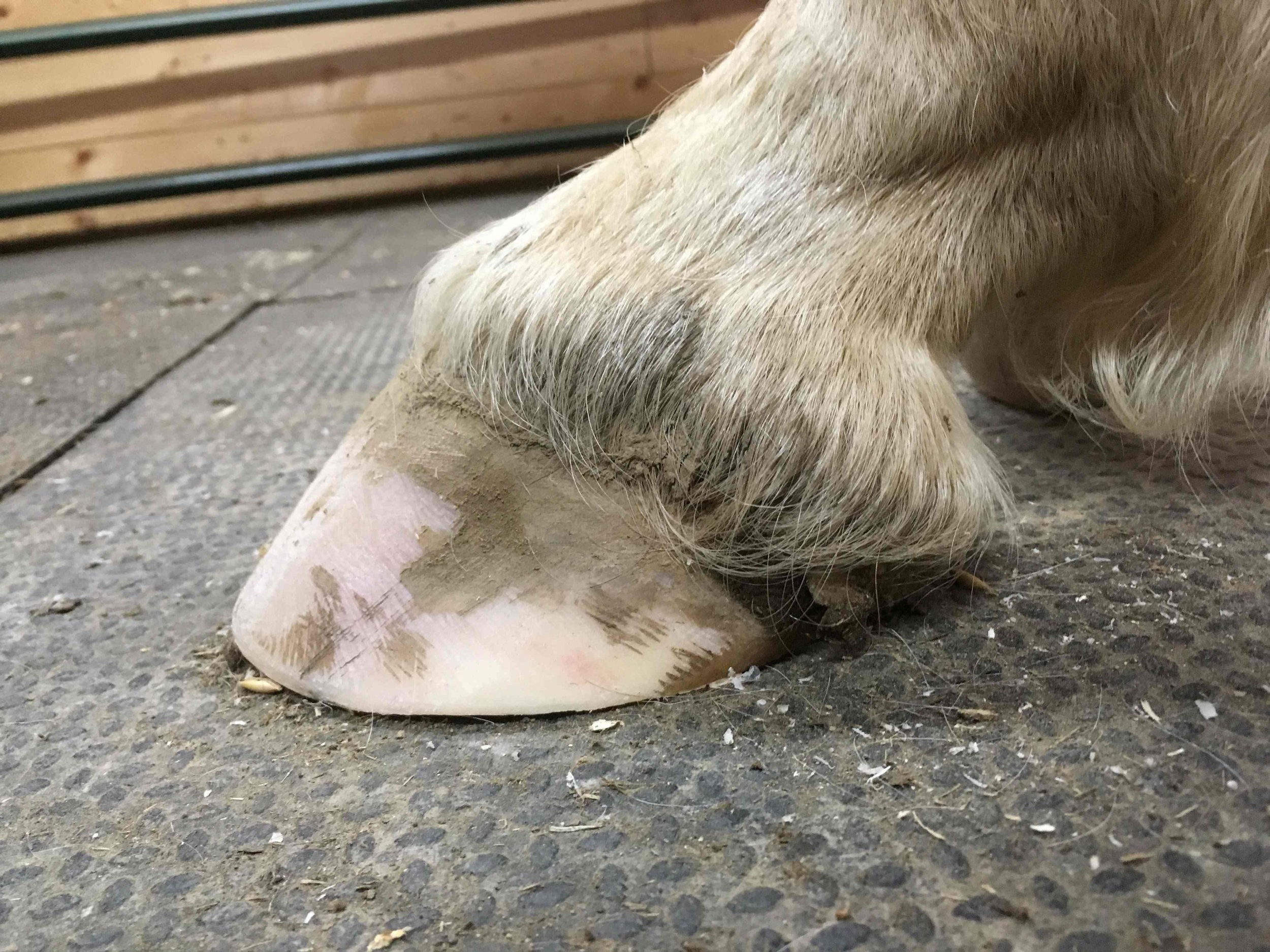 Hoof, Body &amp; Soul, Part III: Mission Impossible, unedited, by Gudrun Buchhofer. Blog 37, case #37