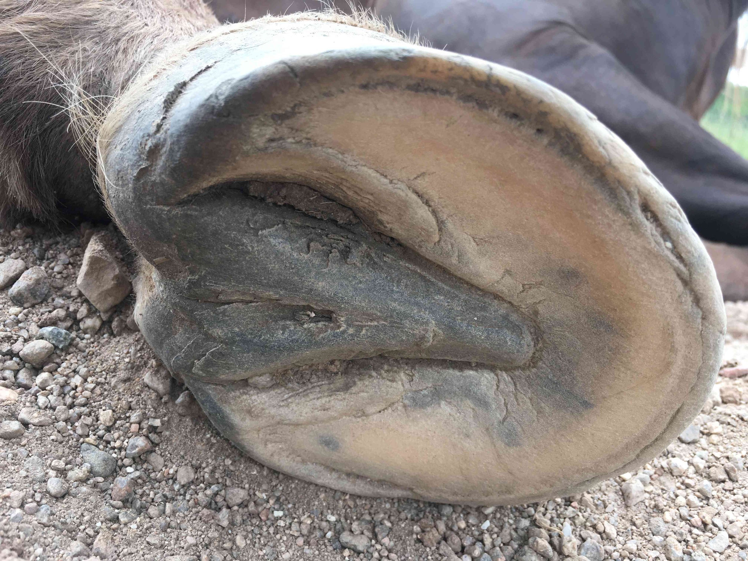 Hoof, Body &amp; Soul, Part III: Mission Impossible, unedited, by Gudrun Buchhofer. Blog 38, case #38