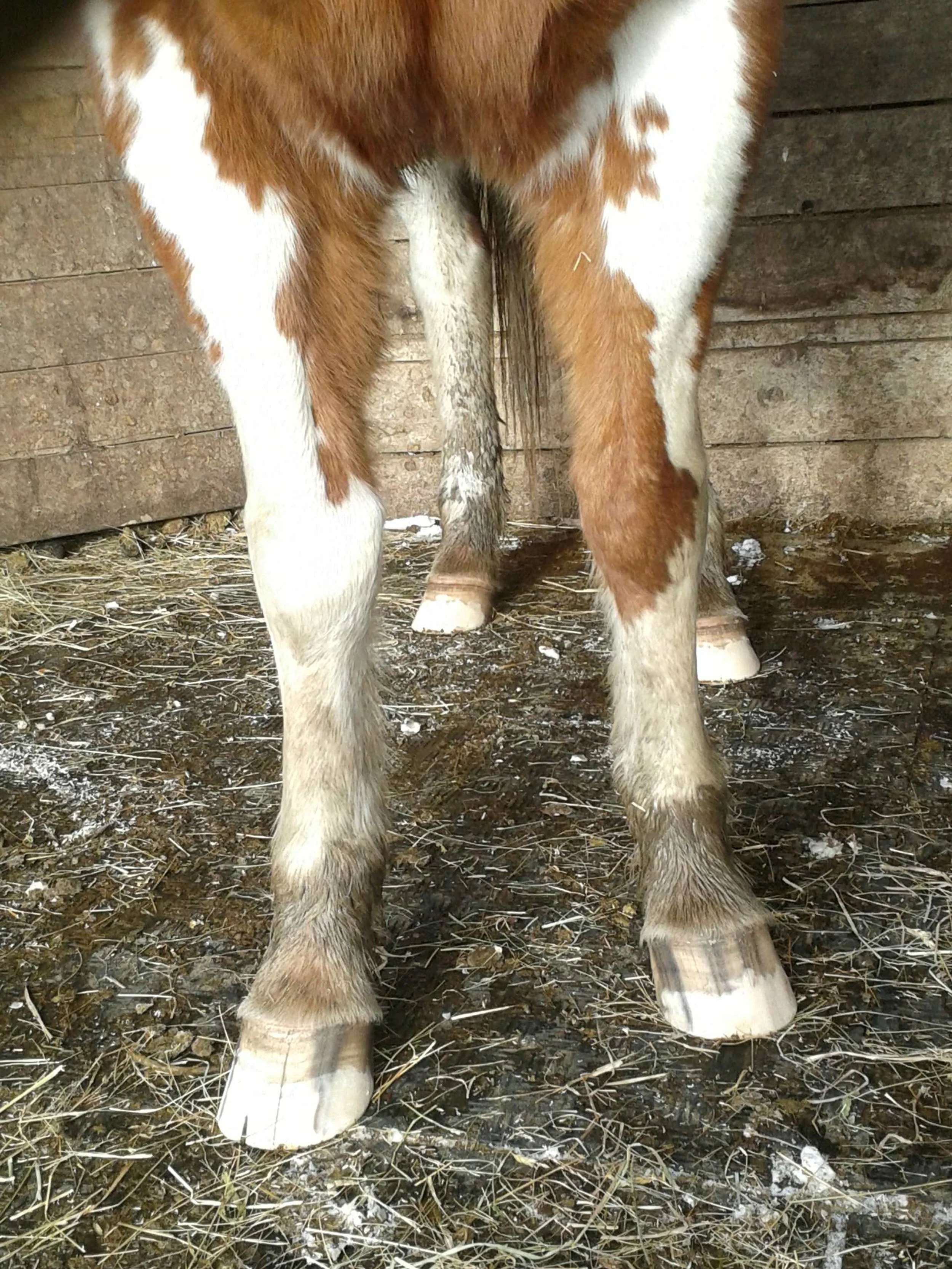 Hoof, Body &amp; Soul, Part III: Mission Impossible, unedited, by Gudrun Buchhofer. Blog 43, case # 43