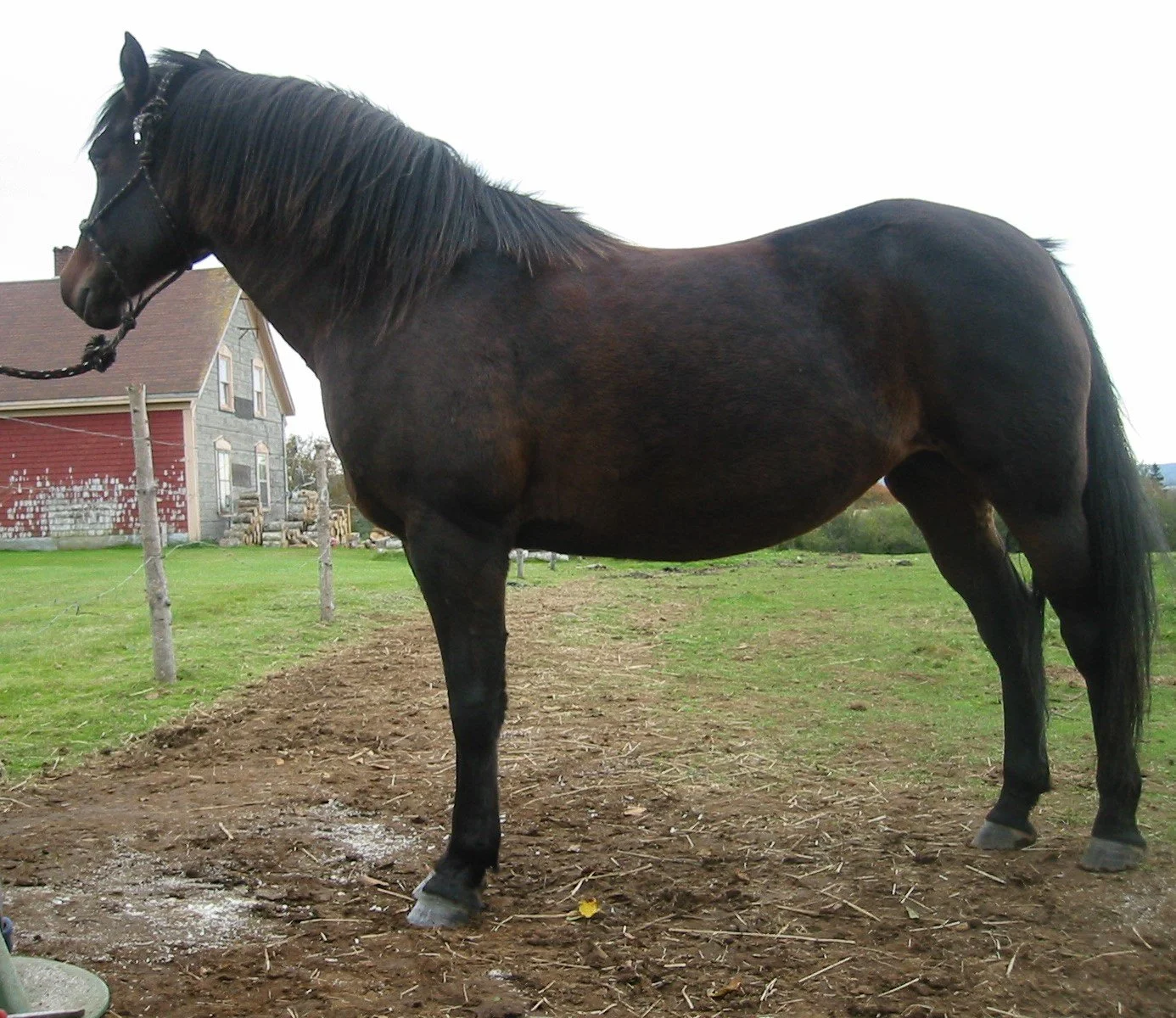 Hoof, Body &amp; Soul, Part III: Mission Impossible, unedited, by Gudrun Buchhofer. Blog 44, case # 44