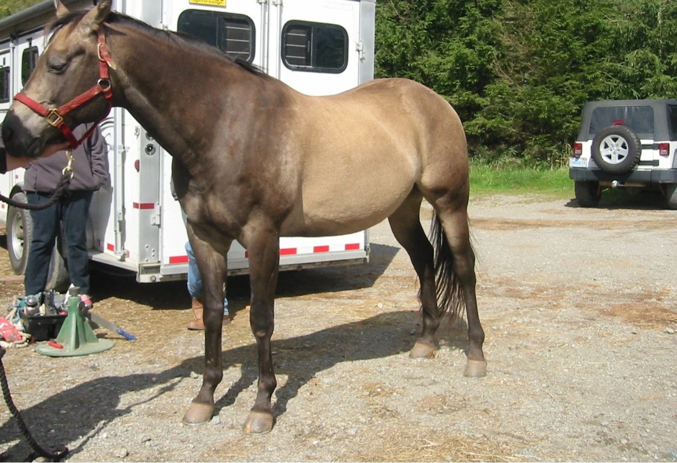 Hoof, Body &amp; Soul, Part III: Mission Impossible, unedited, by Gudrun Buchhofer. Blog 48, case # 48