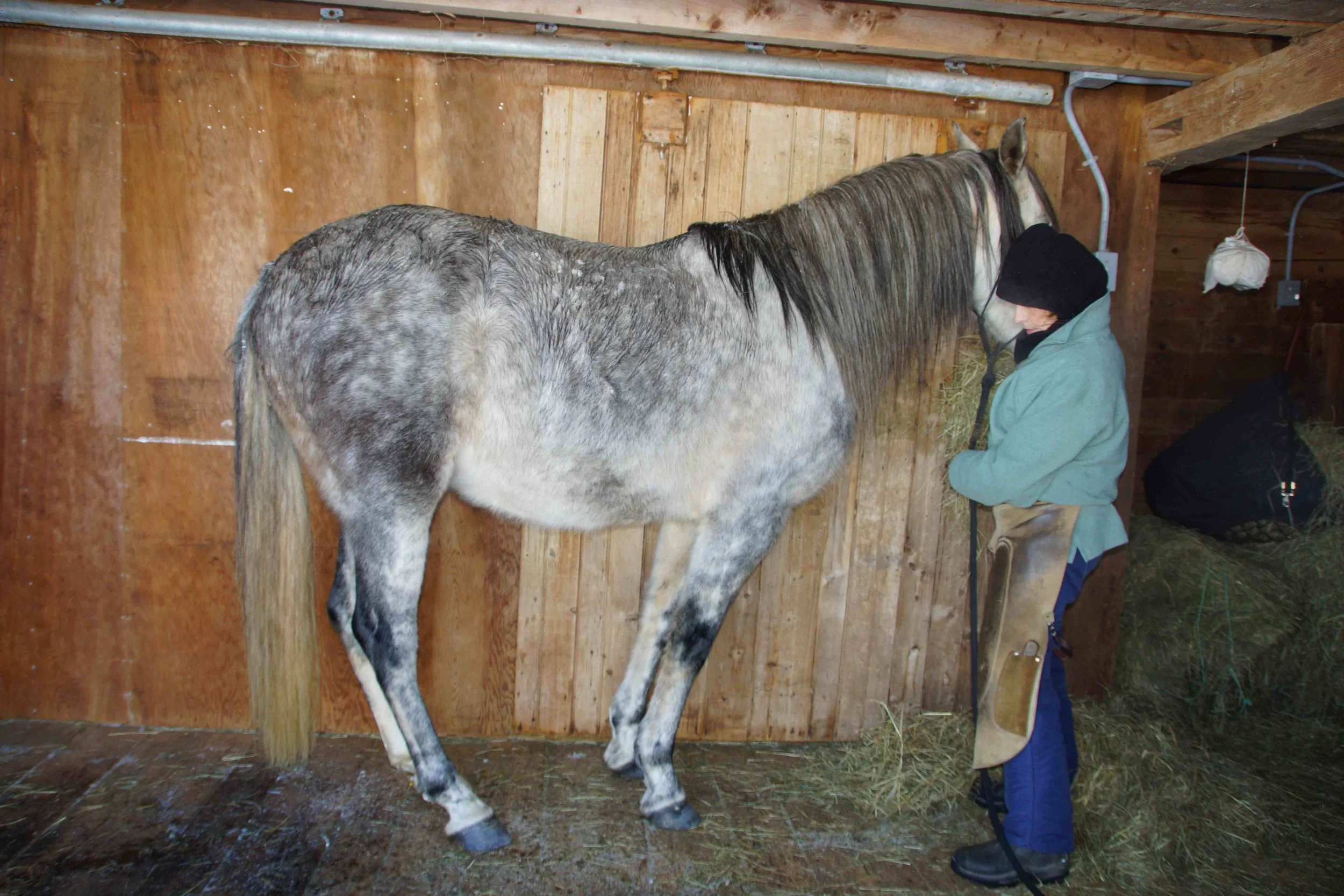 Hoof, Body &amp; Soul, Part III: Mission Impossible, unedited, by Gudrun Buchhofer. Blog 49, case # 49