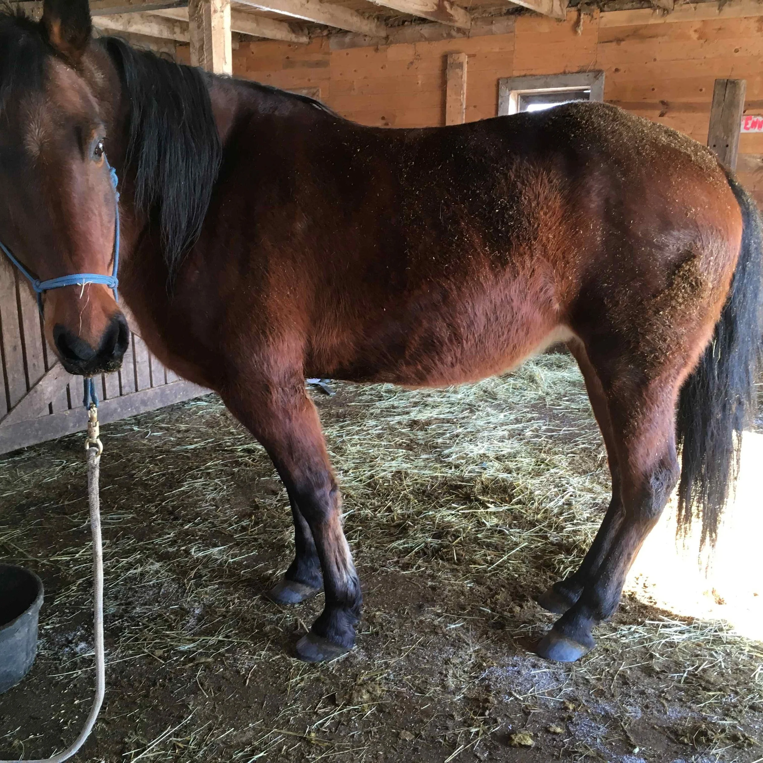 Hoof, Body &amp; Soul, Part III: Mission Impossible, unedited, by Gudrun Buchhofer. Blog 50, case # 50