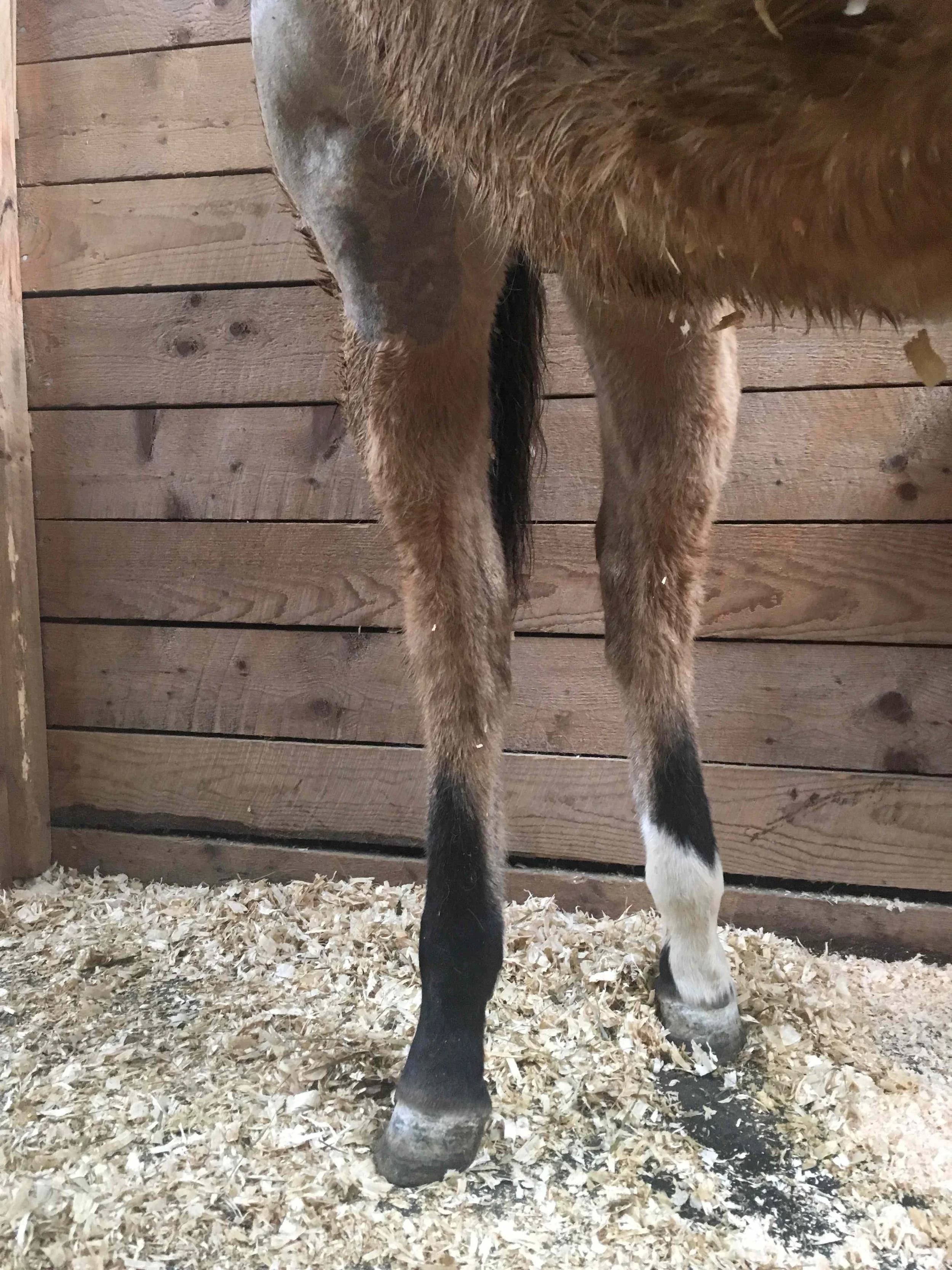 Hoof, Body &amp; Soul, Part III: Mission Impossible, unedited, by Gudrun Buchhofer. Blog 51, case # 51