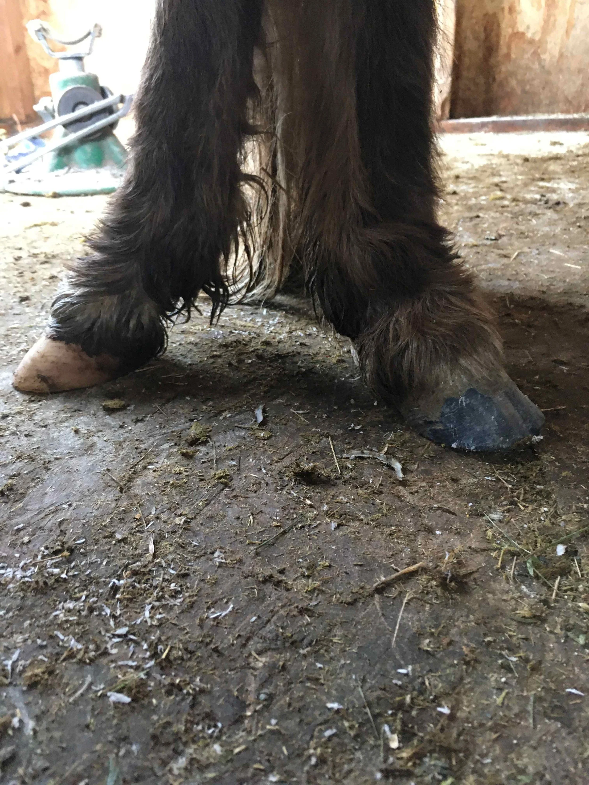 Hoof, Body &amp; Soul, Part III: Mission Impossible, unedited, by Gudrun Buchhofer. Blog 52, case # 52