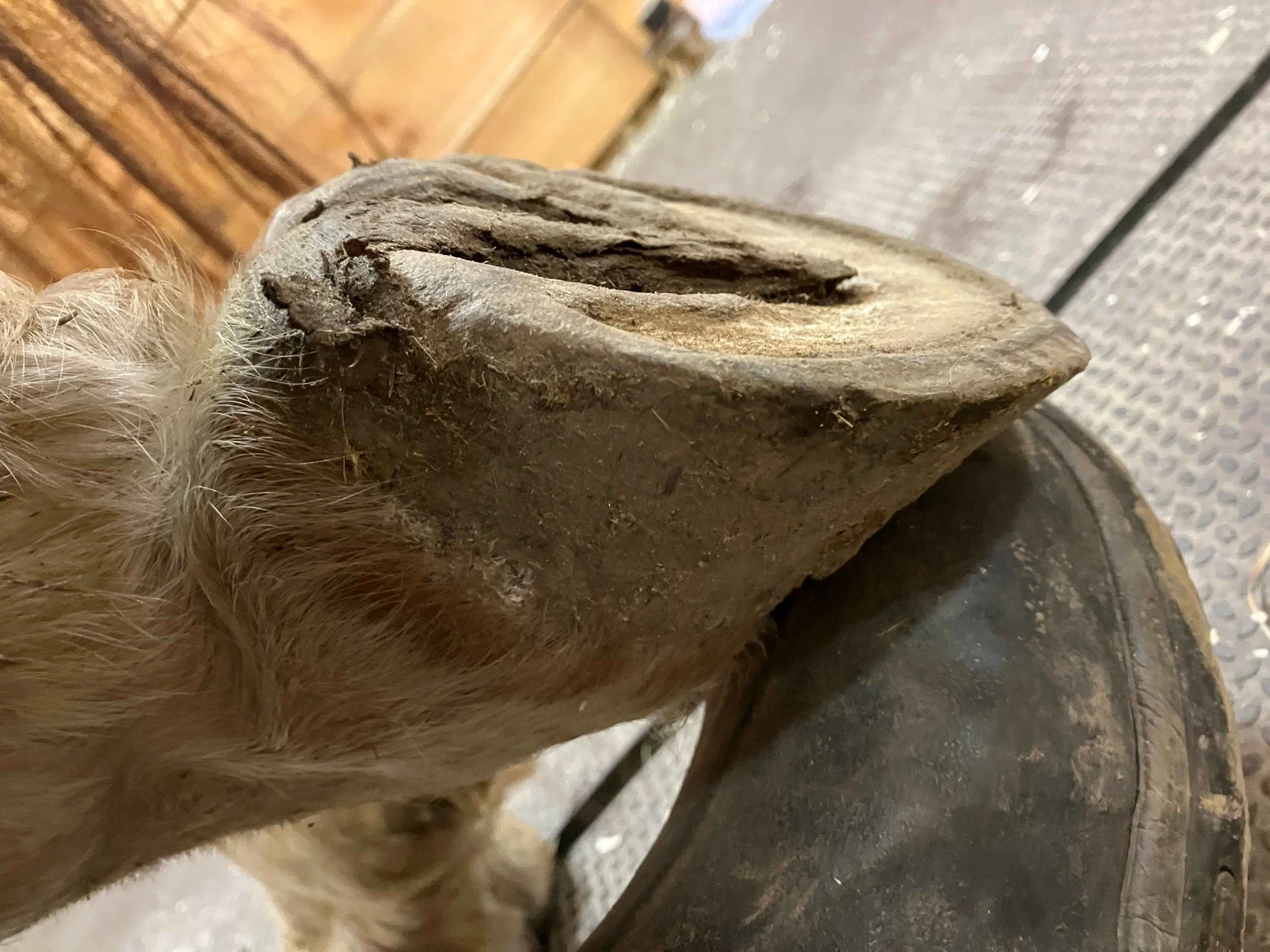 Hoof, Body &amp; Soul, Part III: Mission Impossible, unedited, by Gudrun Buchhofer. Blog 54, case # 54