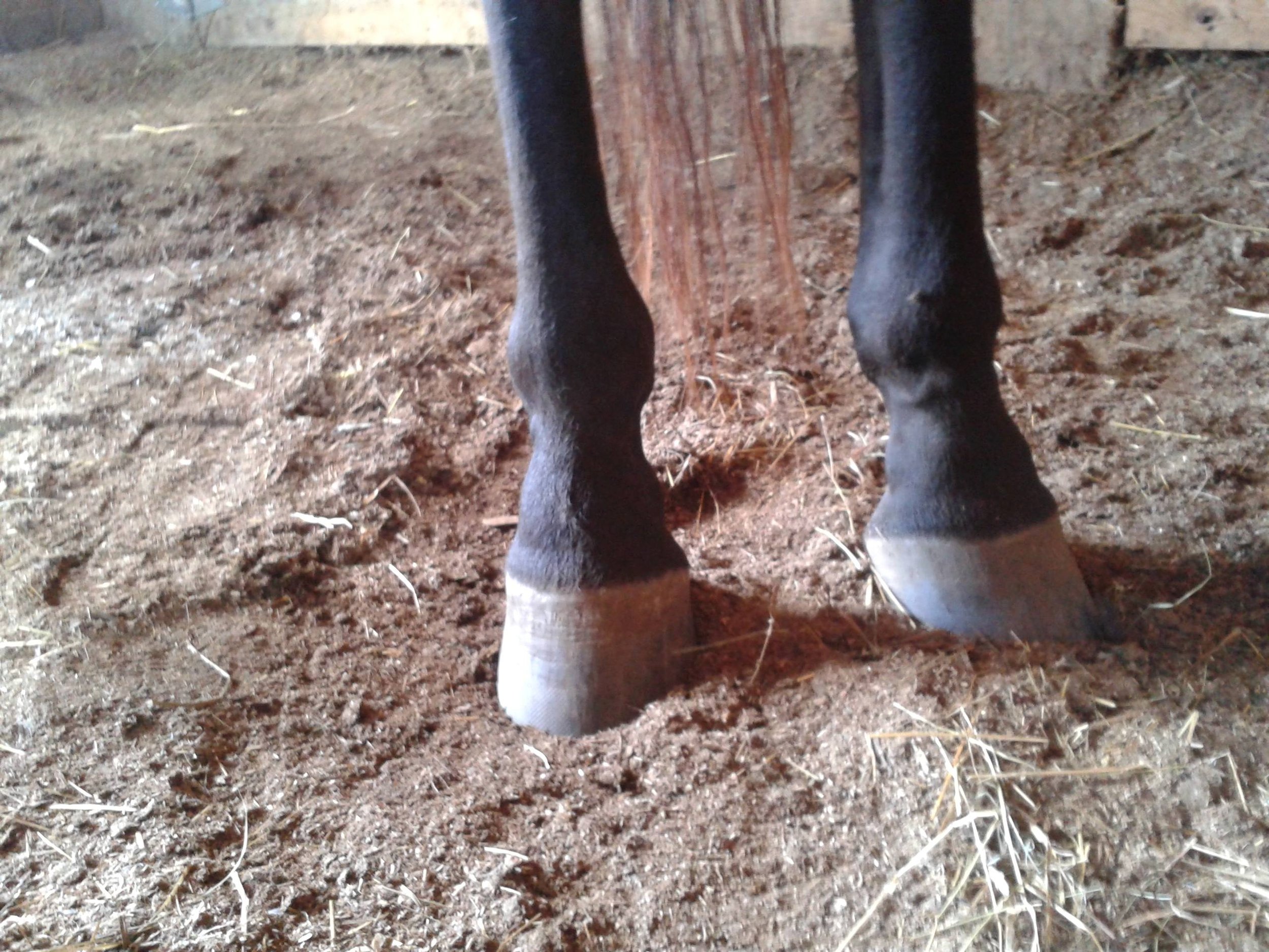 Hoof, Body &amp; Soul, Part III: Mission Impossible, unedited, by Gudrun Buchhofer. Blog 55, case # 55