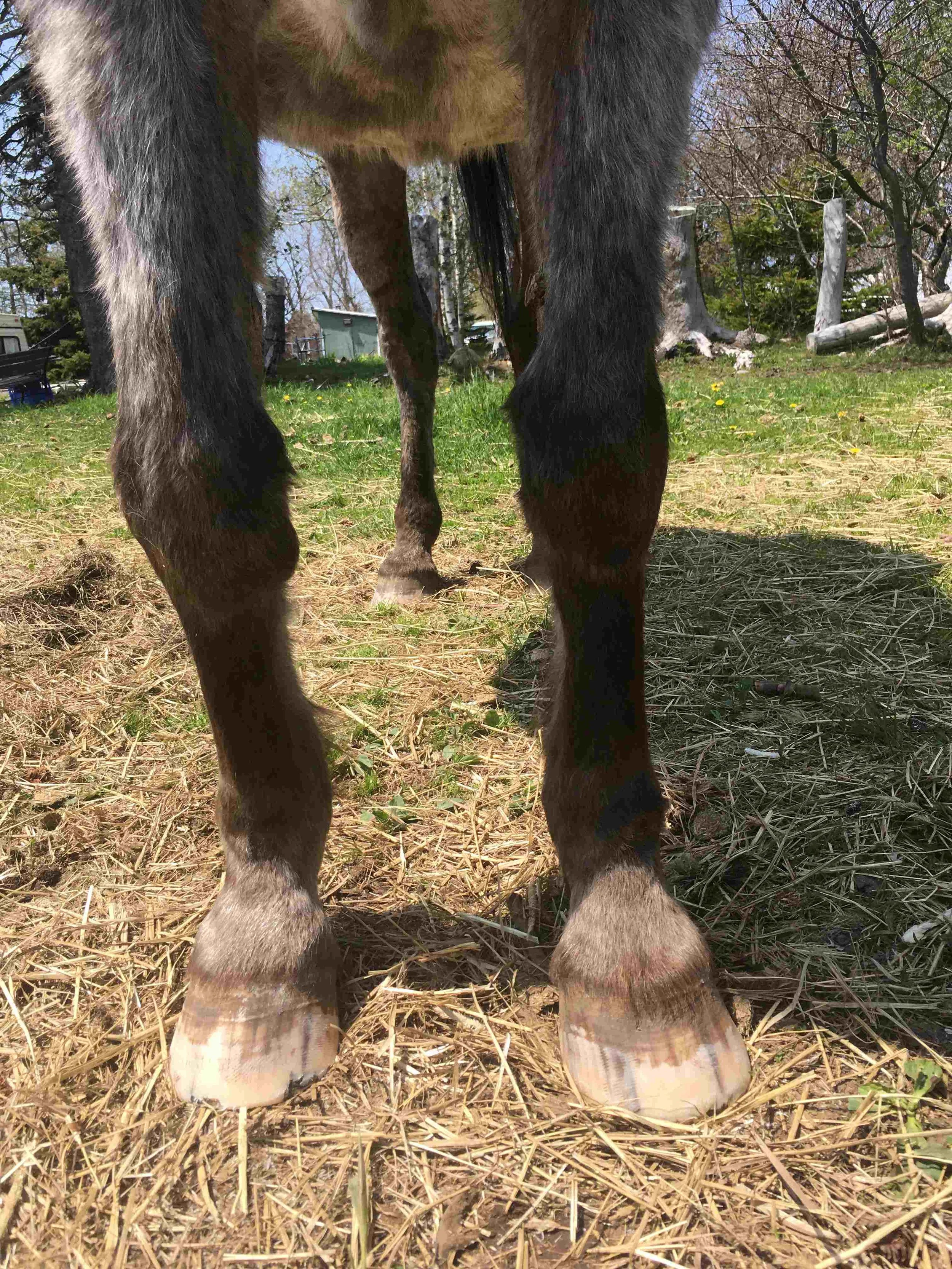 Hoof, Body &amp; Soul, Part III: Mission Impossible, unedited, by Gudrun Buchhofer. Blog 56, case # 56