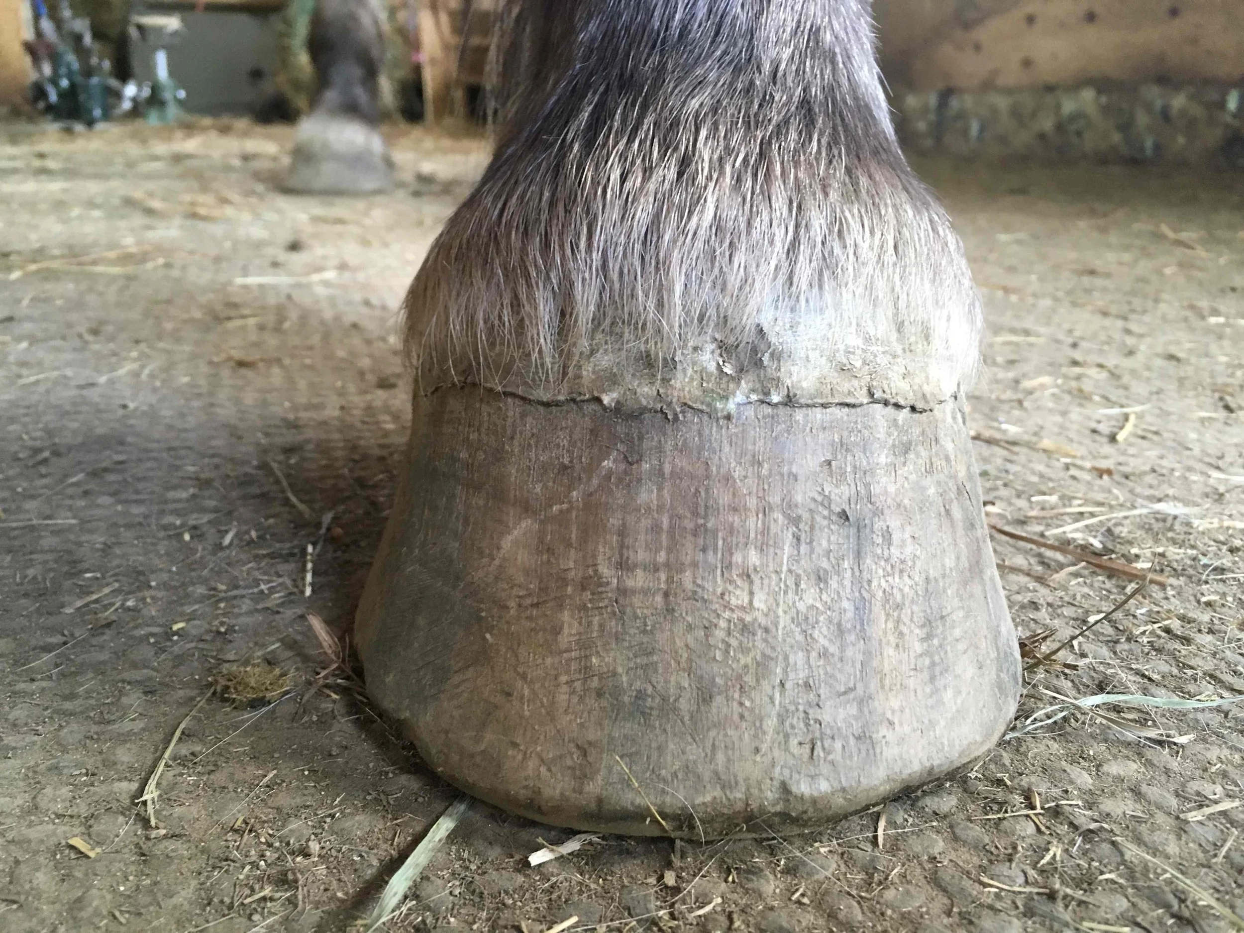 Hoof, Body &amp; Soul, Part III: Mission Impossible, unedited, by Gudrun Buchhofer. Blog 57, case # 57