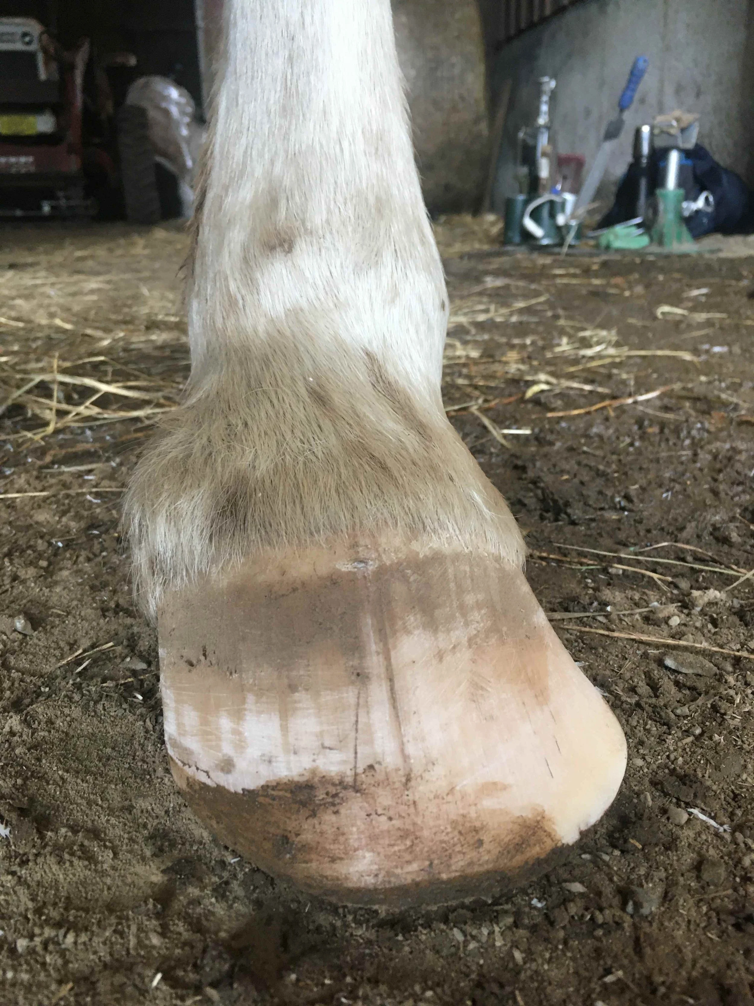 Hoof, Body &amp; Soul, Part III: Mission Impossible, unedited, by Gudrun Buchhofer. Blog 58, case # 58