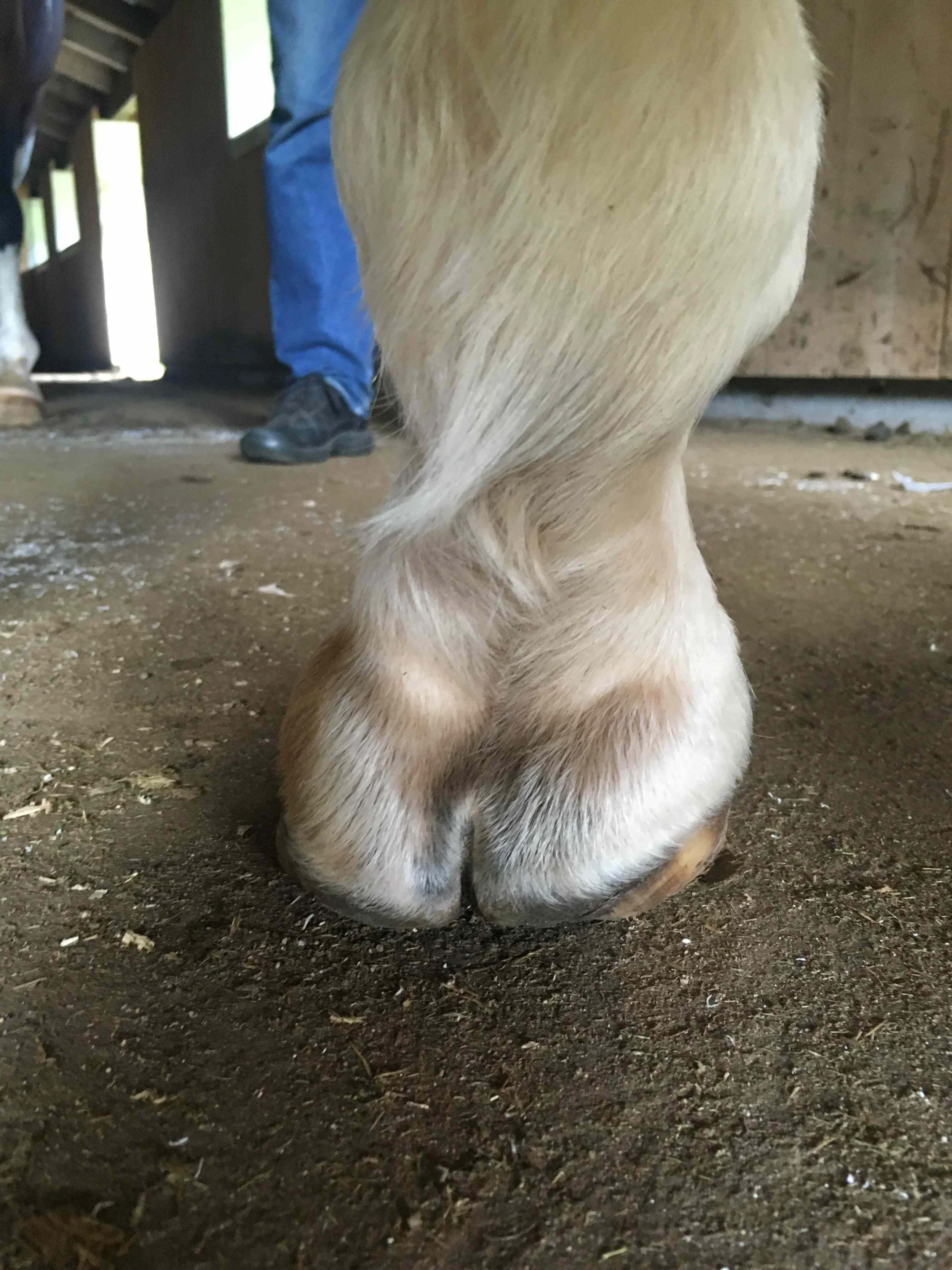 Hoof, Body &amp; Soul, Part III: Mission Impossible, unedited, by Gudrun Buchhofer. Blog 59, case # 59