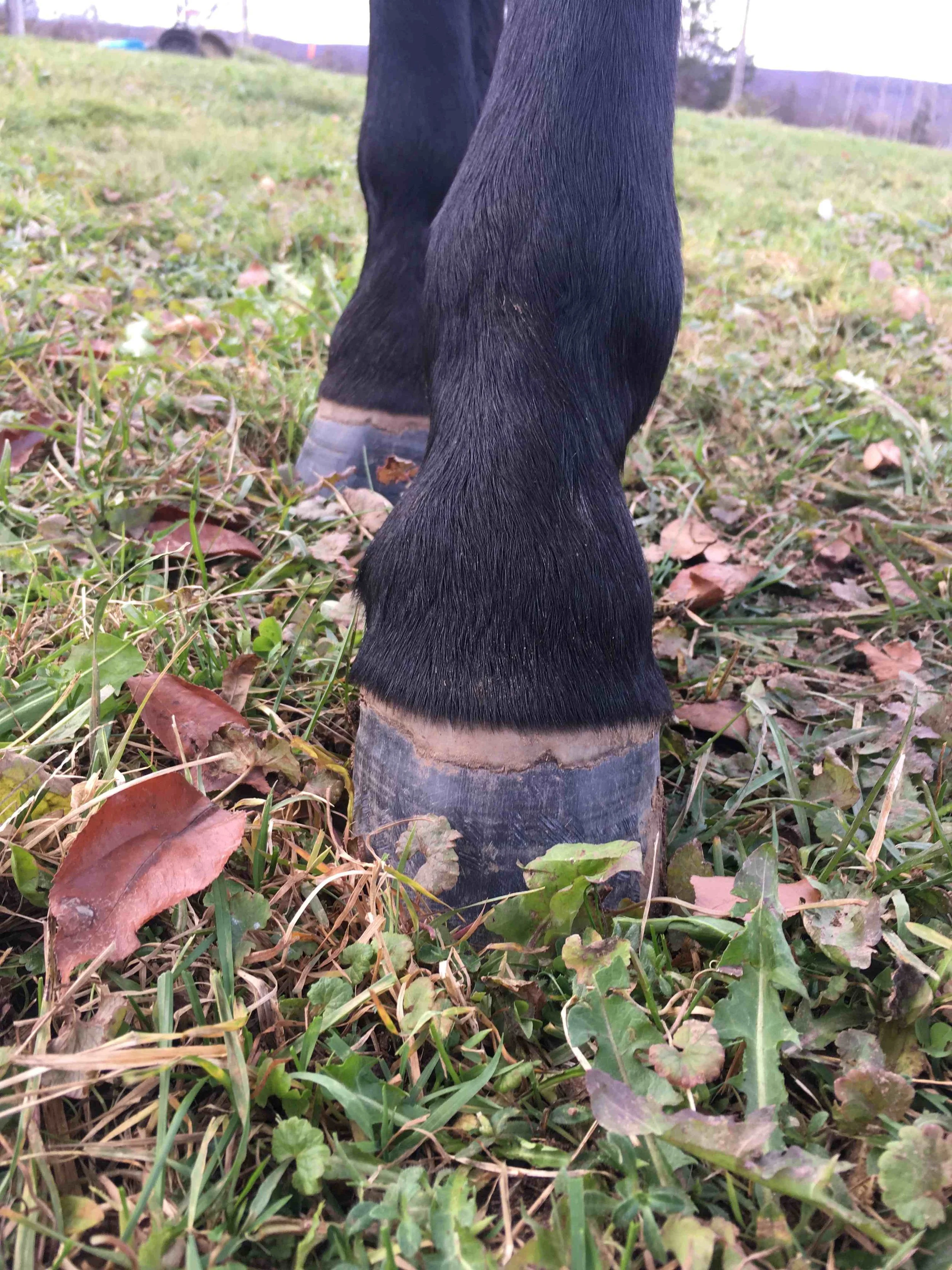 Hoof, Body &amp; Soul, Part III: Mission Impossible, unedited, by Gudrun Buchhofer. Blog 60, case # 60