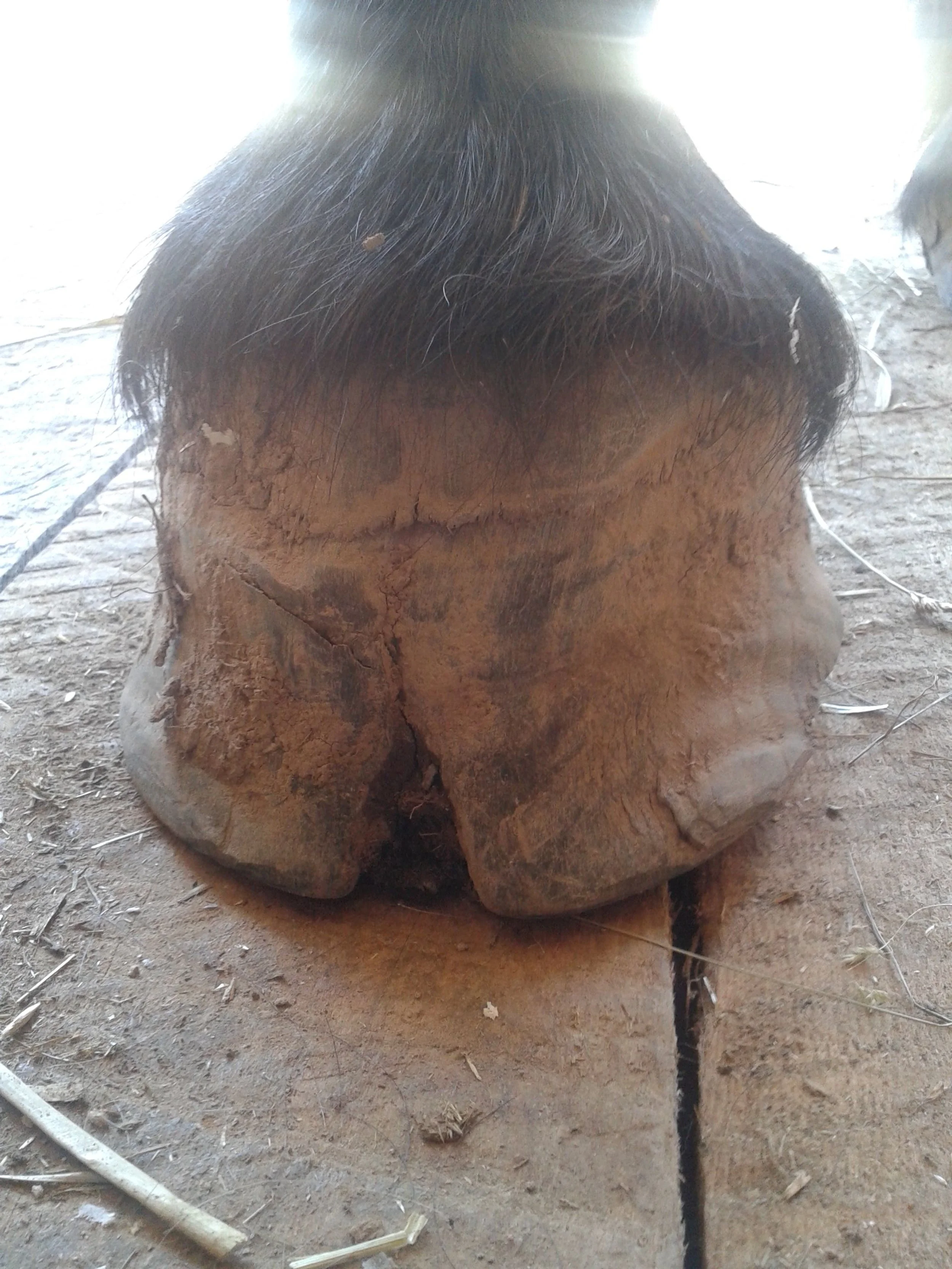 Hoof, Body &amp; Soul, Part III: Mission Impossible, unedited, by Gudrun Buchhofer. Blog 61, case # 61