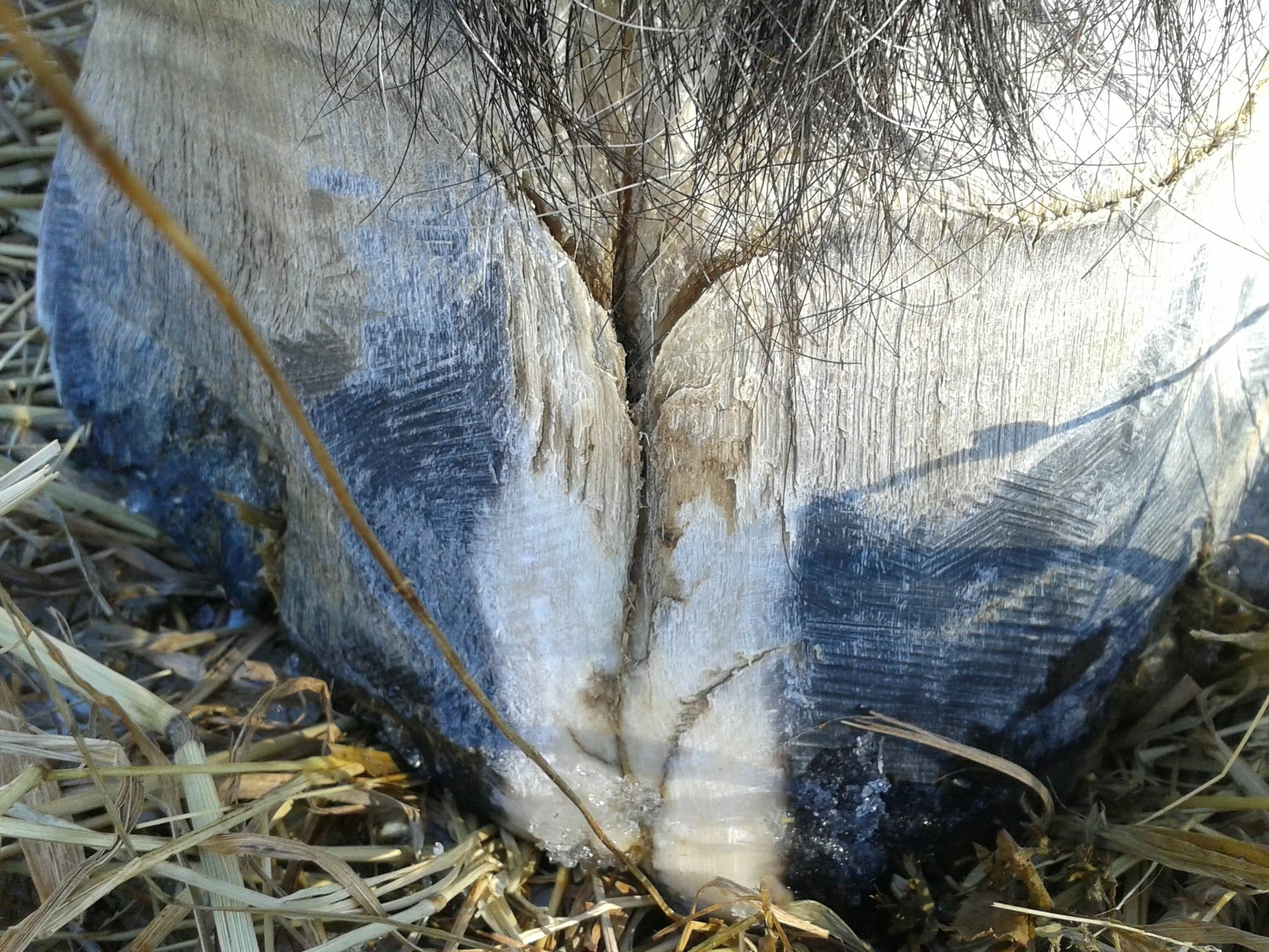 Hoof, Body &amp; Soul, Part III: Mission Impossible, unedited, by Gudrun Buchhofer. Blog 62, case # 62