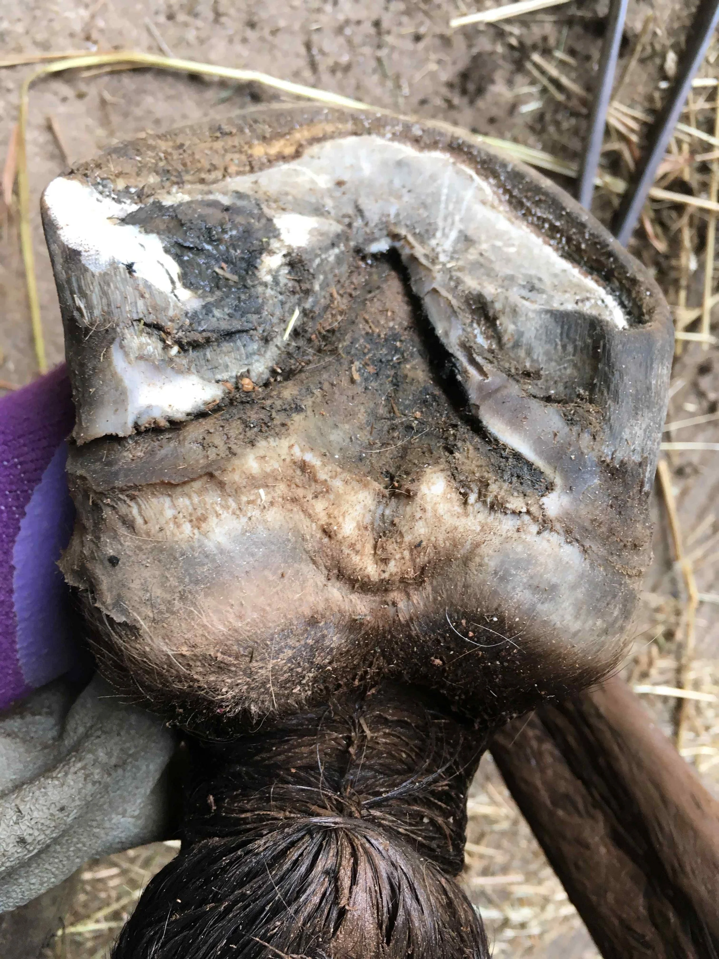 Hoof, Body &amp; Soul, Part III: Mission Impossible, unedited, by Gudrun Buchhofer. Blog 63, case # 63