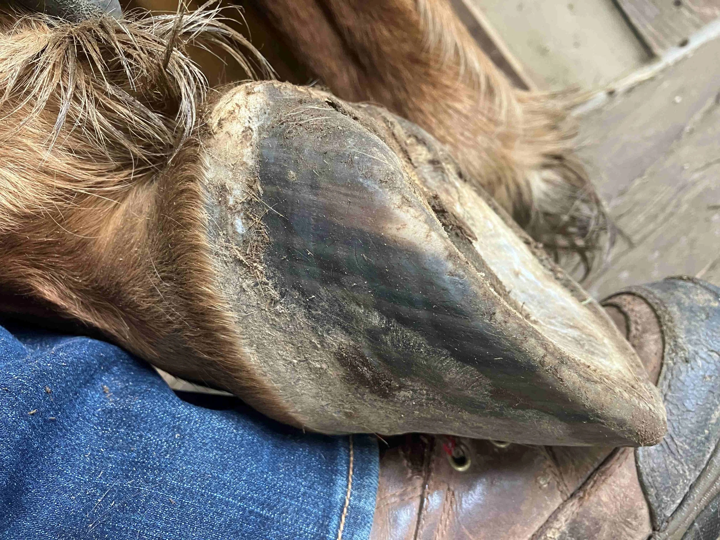 Hoof, Body &amp; Soul, Part III: Mission Impossible, unedited, by Gudrun Buchhofer. Blog 65, case # 65