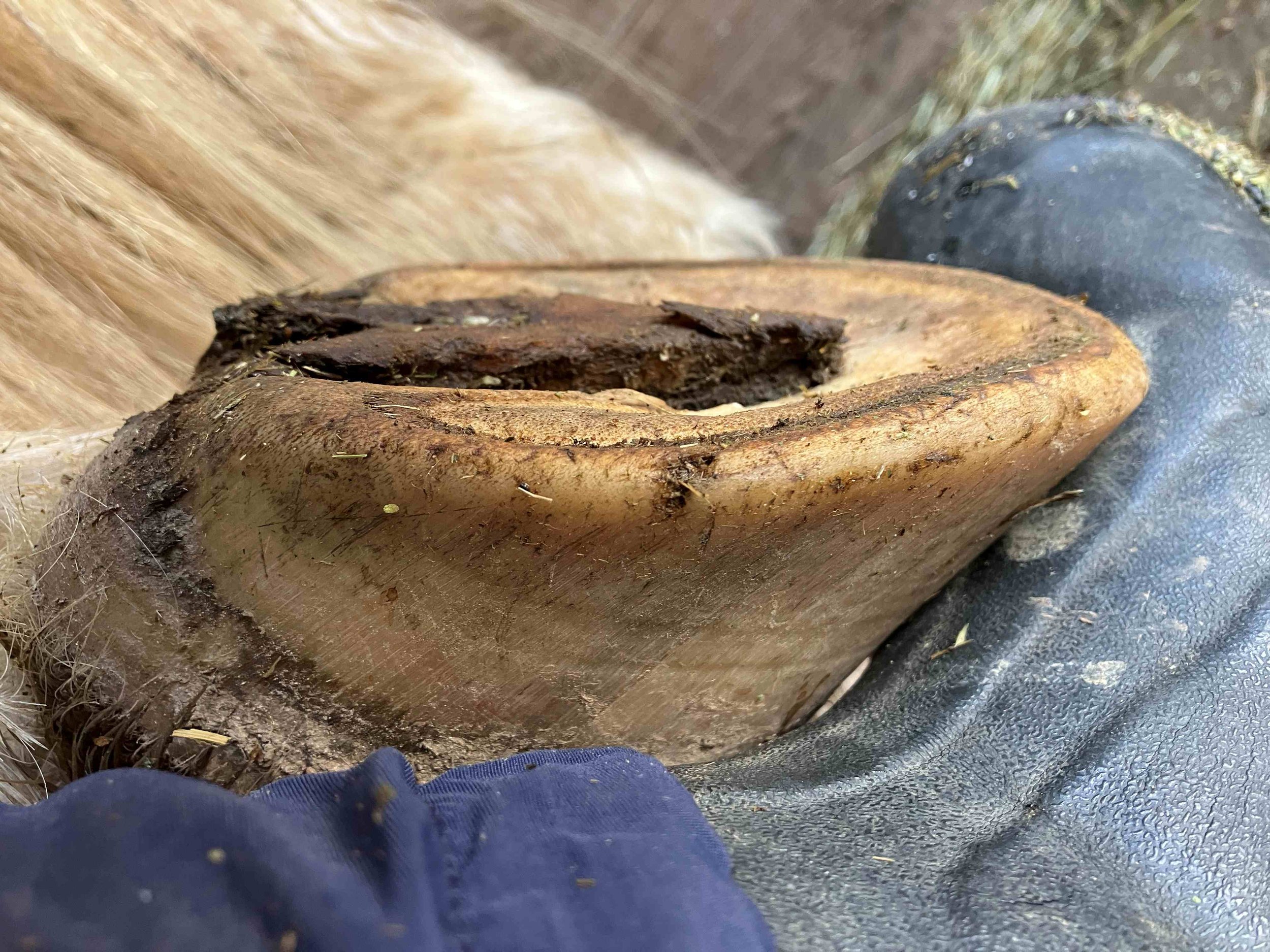 Hoof, Body &amp; Soul, Part III: Mission Impossible, unedited, by Gudrun Buchhofer. Blog 67, case # 67