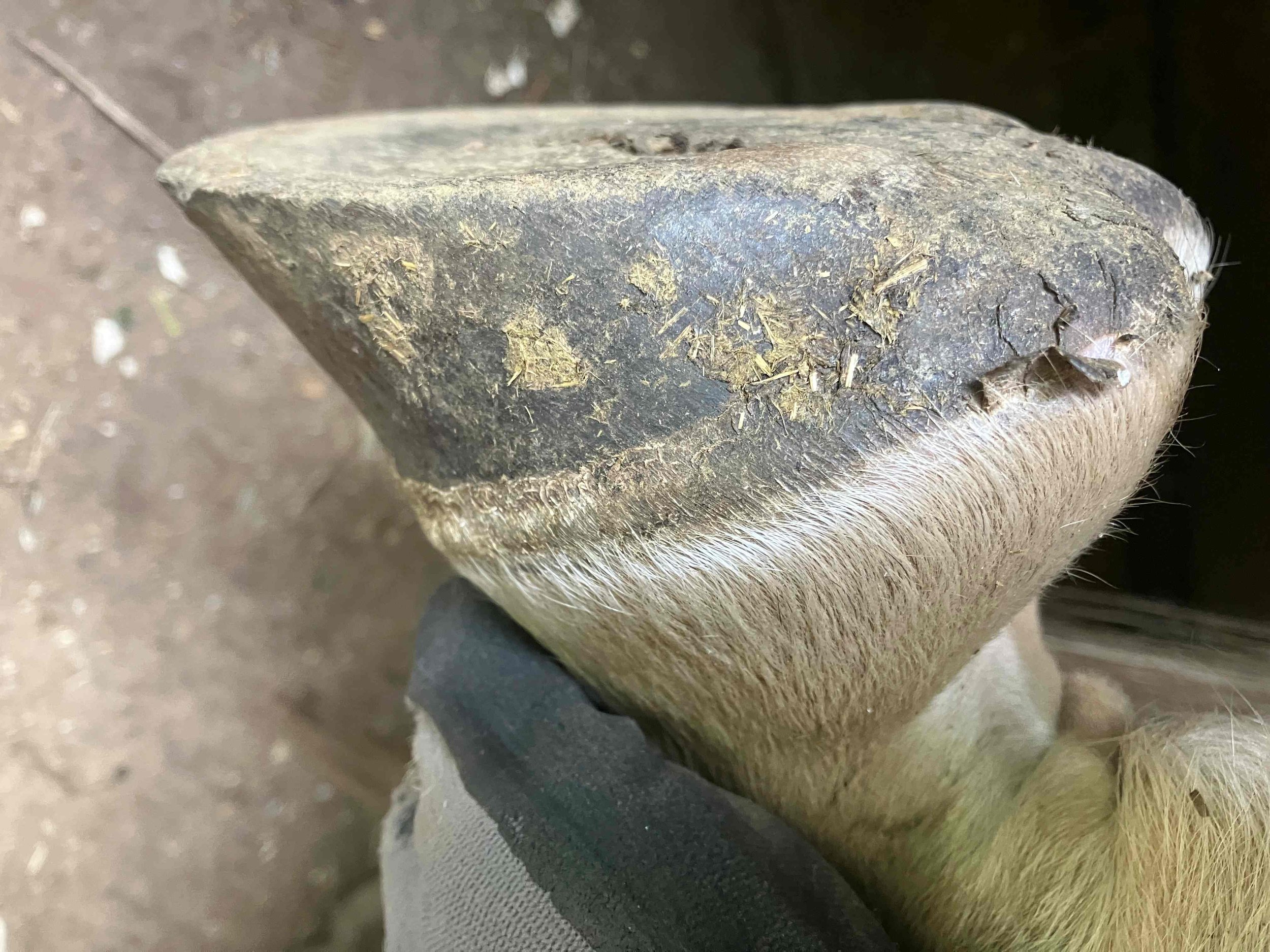 Hoof, Body &amp; Soul, Part III: Mission Impossible, unedited, by Gudrun Buchhofer. Blog 68, case # 68