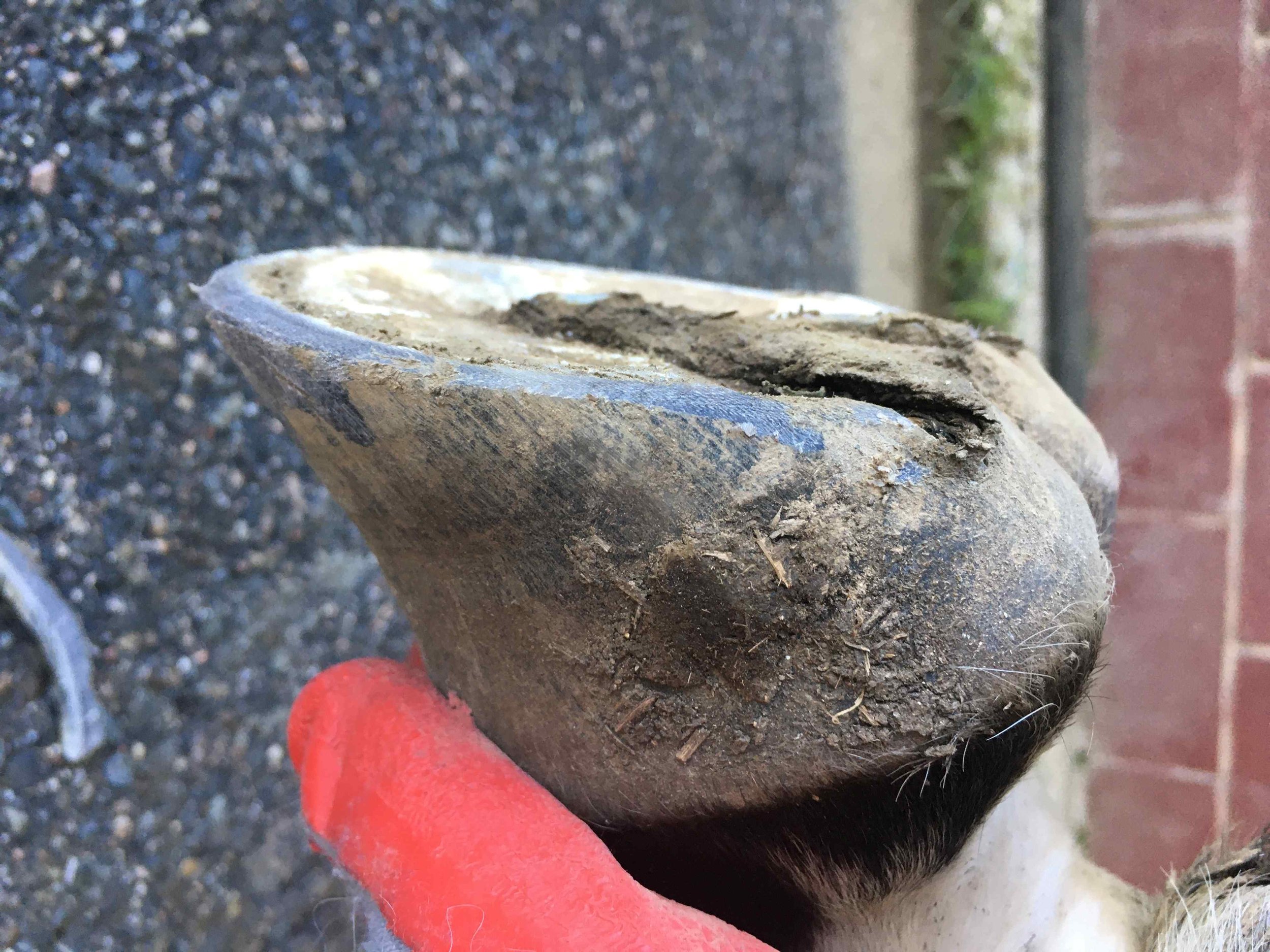 Hoof, Body &amp; Soul, Part III: Mission Impossible, unedited, by Gudrun Buchhofer. Blog 69, case # 69