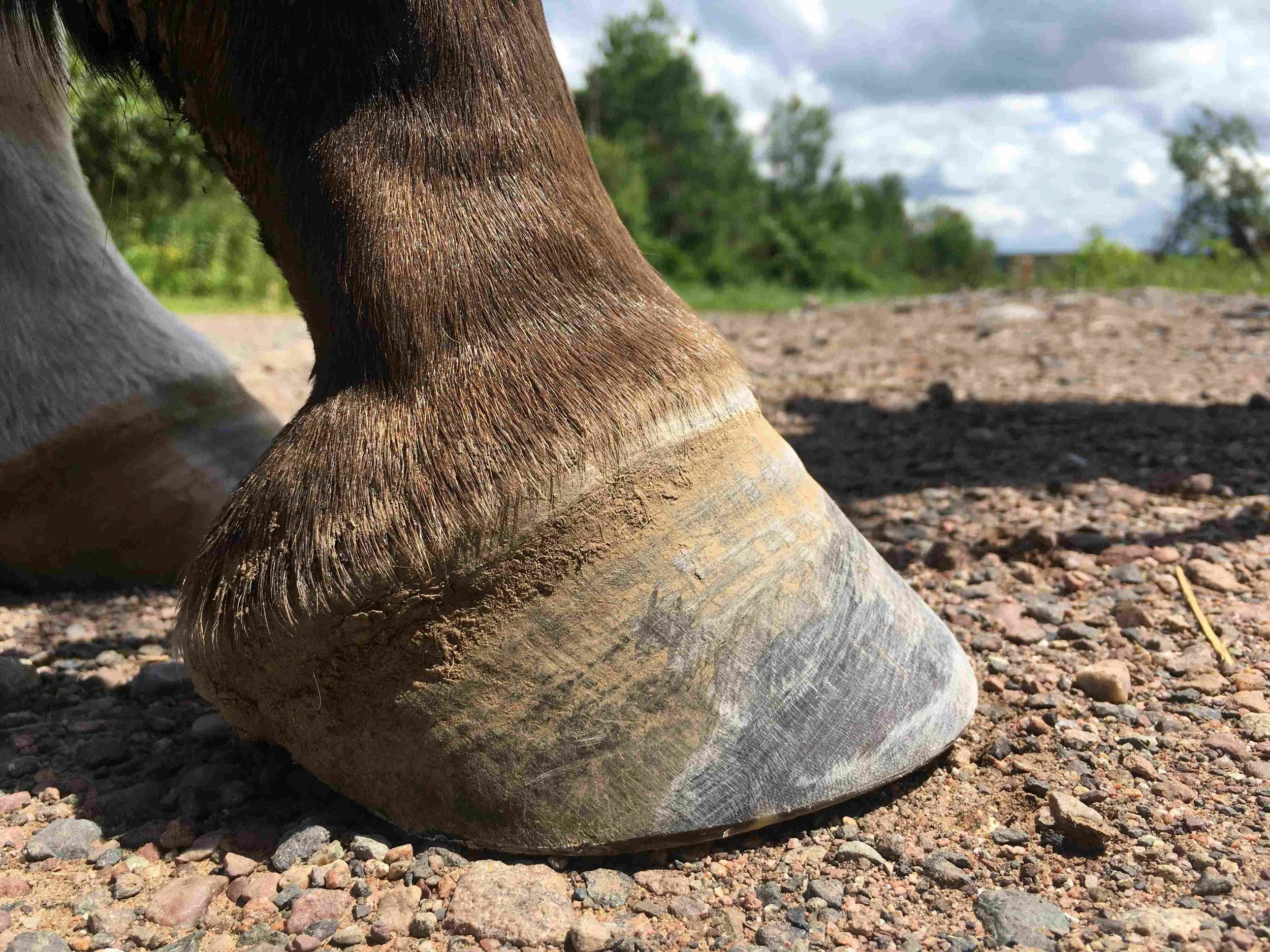 Hoof, Body &amp; Soul, Part III: Mission Impossible, unedited, by Gudrun Buchhofer. Blog 70, case # 70