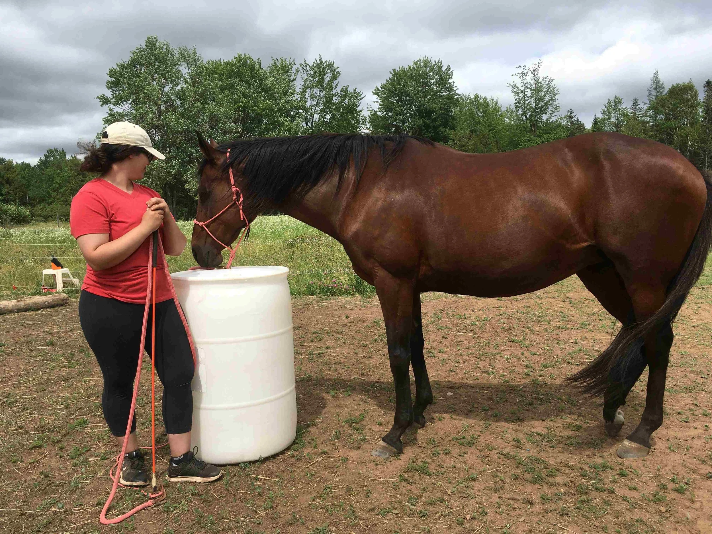 Hoof, Body &amp; Soul, Part III: Mission Impossible, unedited, by Gudrun Buchhofer. Blog 71, case # 71