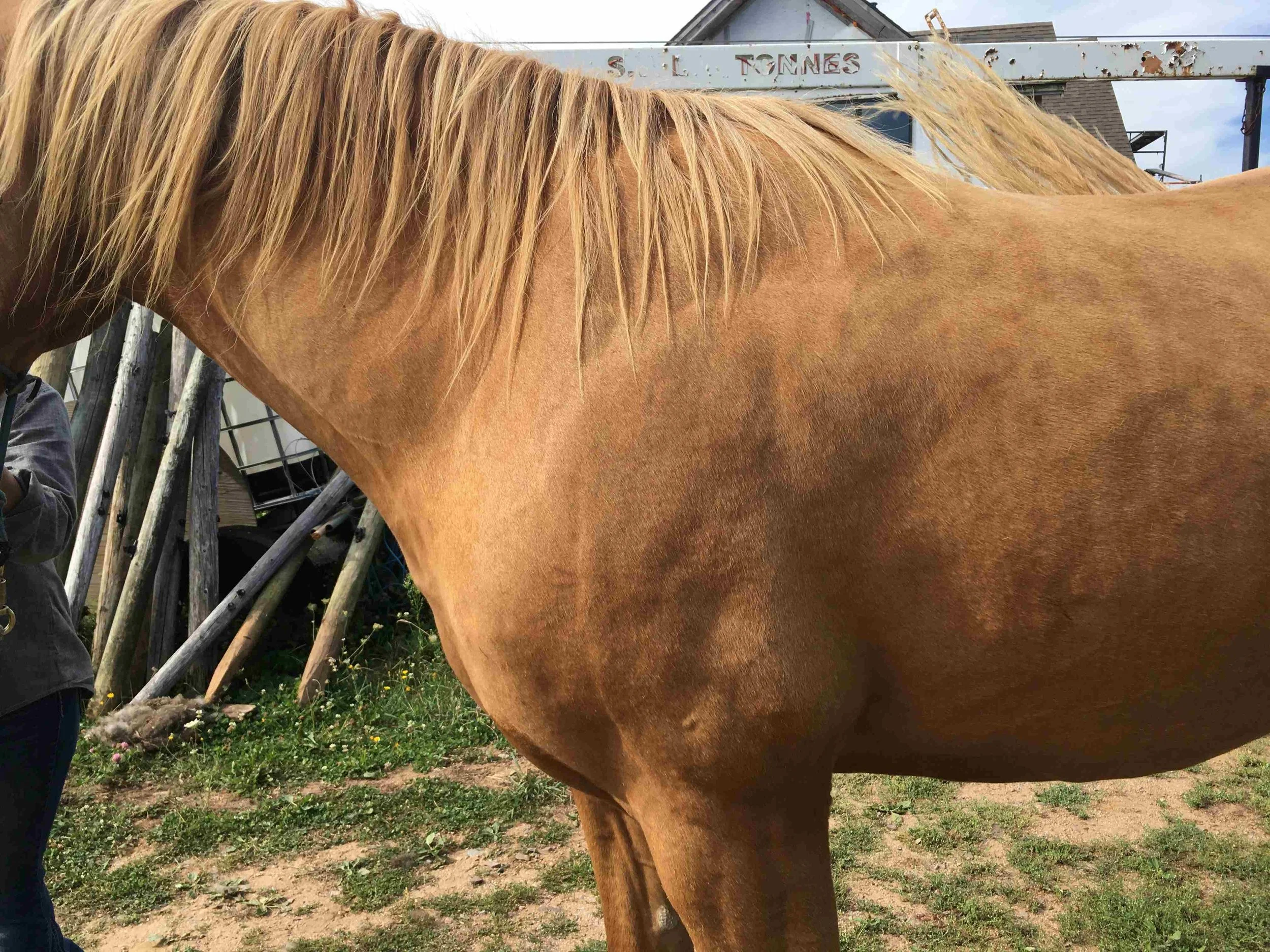 Hoof, Body &amp; Soul, Part III: Mission Impossible, unedited, by Gudrun Buchhofer. Blog 72, case # 72