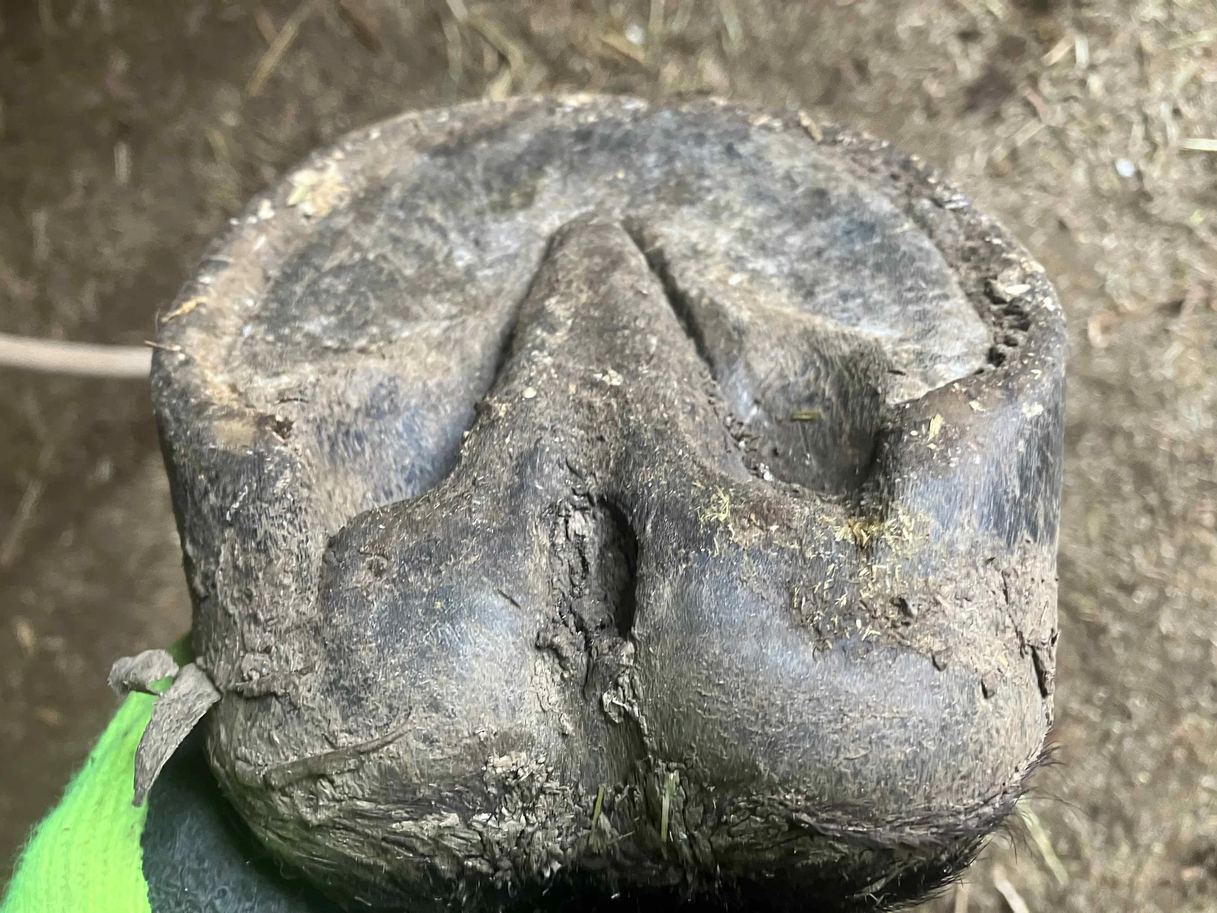 Hoof, Body &amp; Soul, Part III: Mission Impossible, unedited, by Gudrun Buchhofer. Blog 75, case # 75