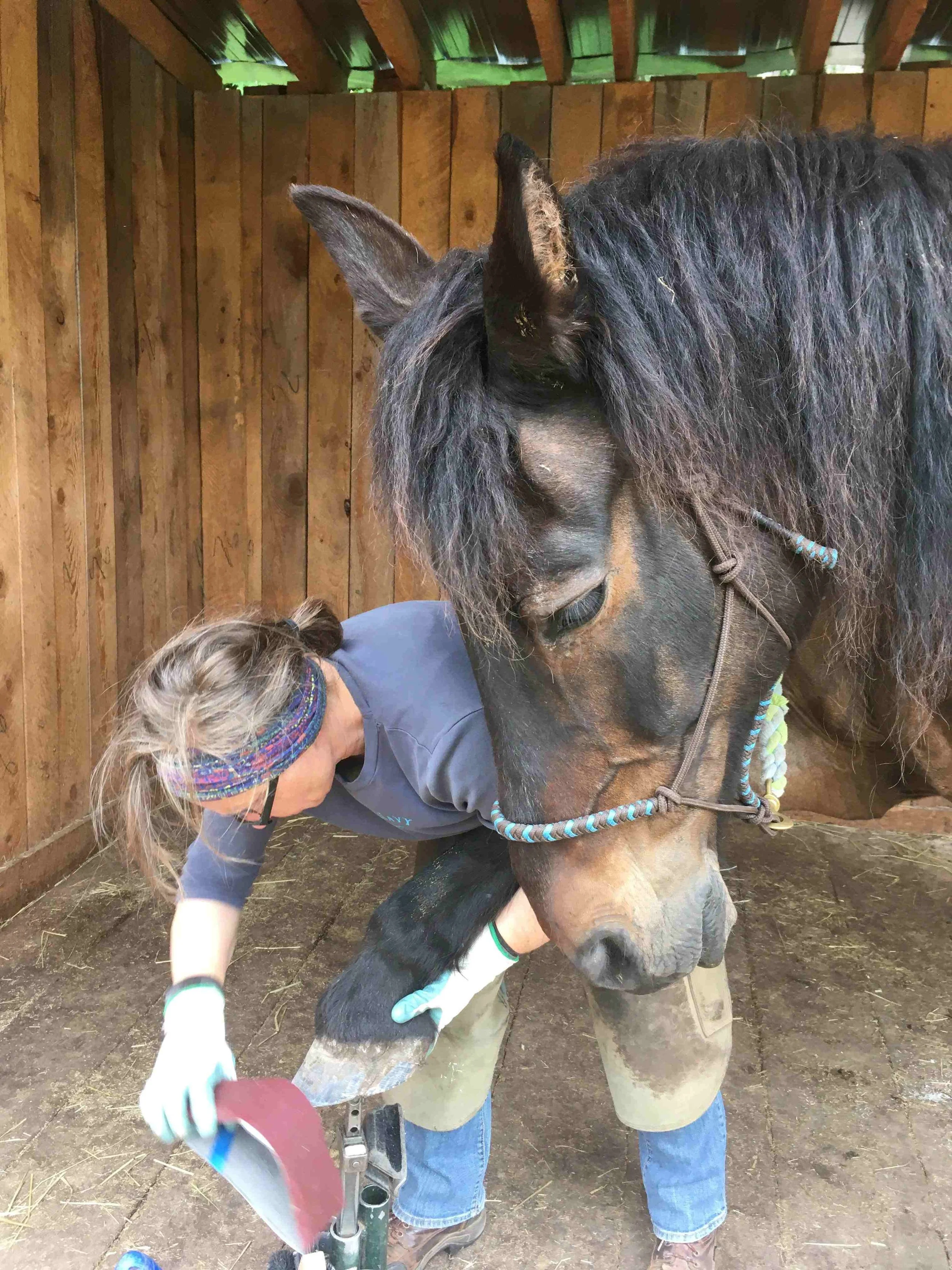 Hoof, Body &amp; Soul, Part III: Mission Impossible, unedited, by Gudrun Buchhofer. Blog 76, case # 76