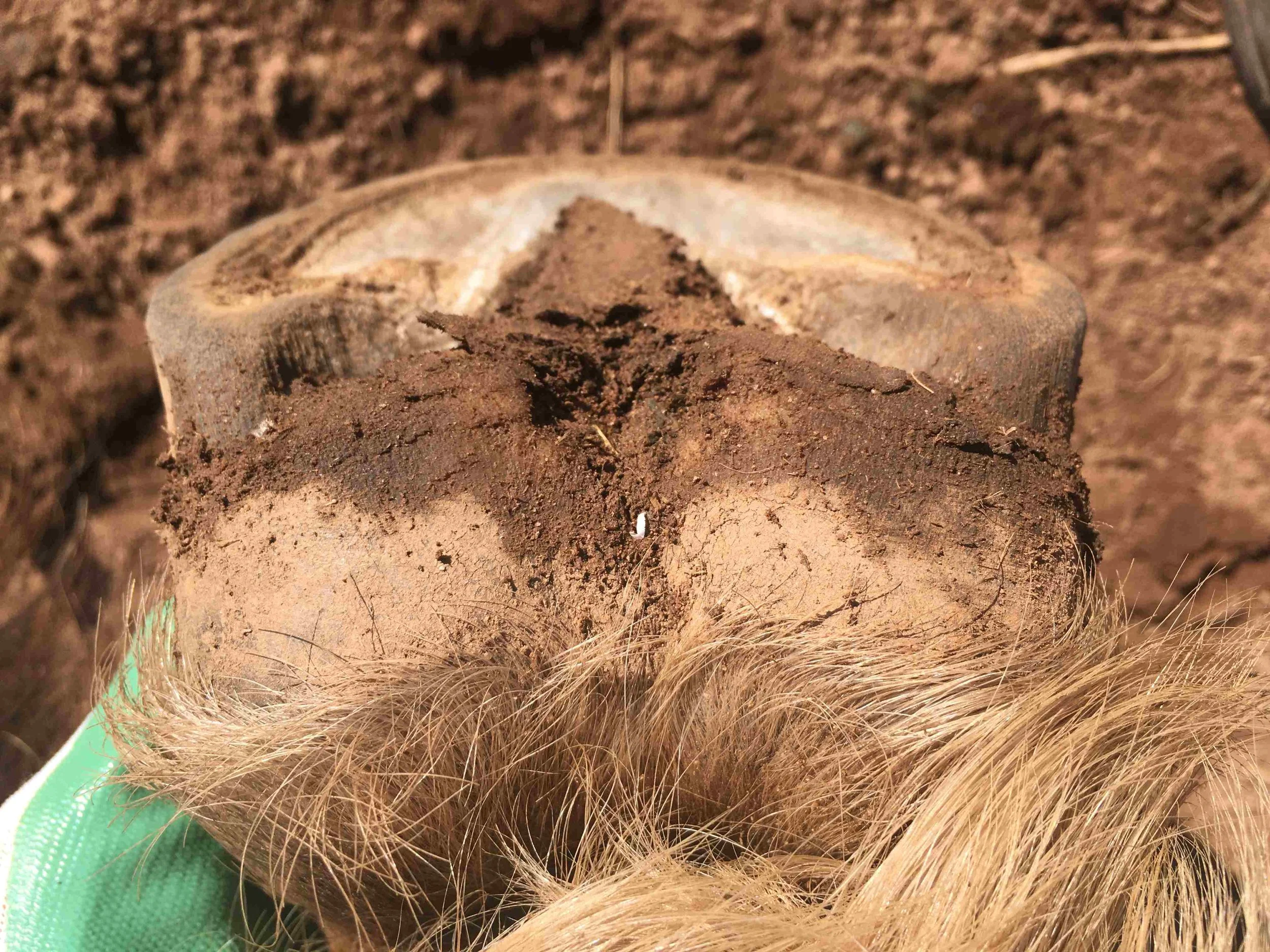 Hoof, Body &amp; Soul, Part III: Mission Impossible, unedited, by Gudrun Buchhofer. Blog 77, case # 77