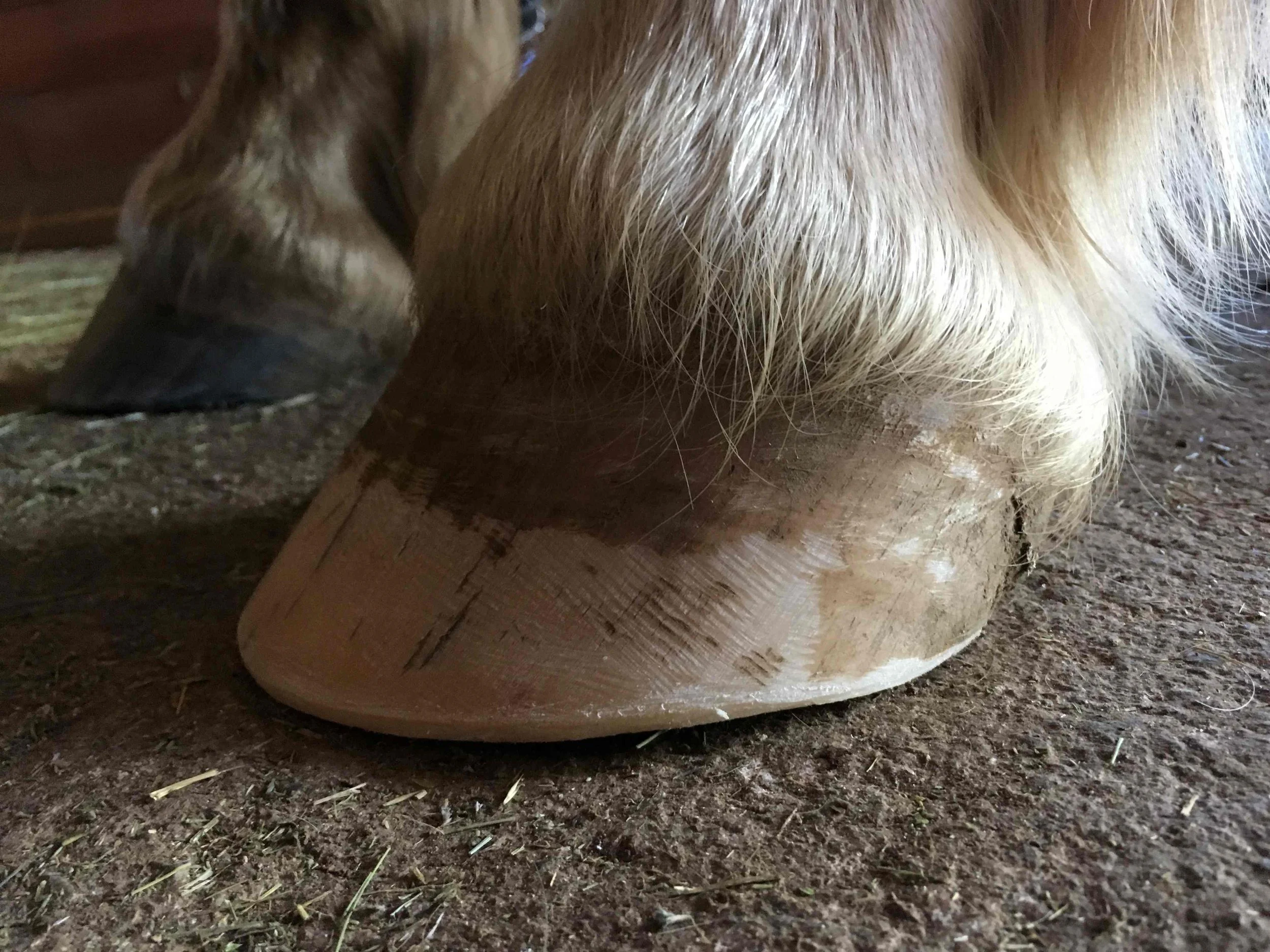 Hoof, Body &amp; Soul, Part III: Mission Impossible, unedited, by Gudrun Buchhofer. Blog 78, case # 78