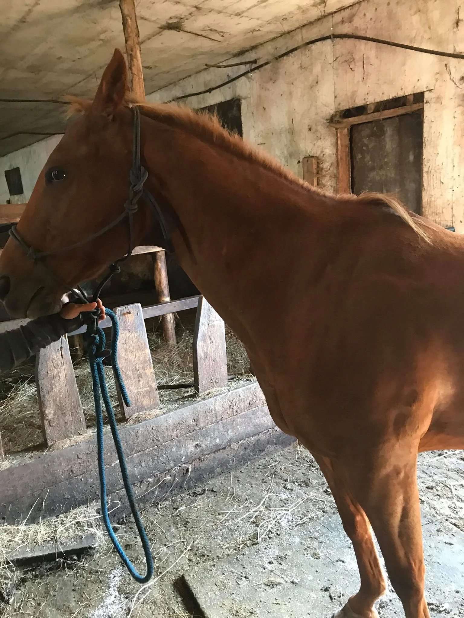 Hoof, Body &amp; Soul, Part III: Mission Impossible, unedited, by Gudrun Buchhofer. Blog 79, case # 79